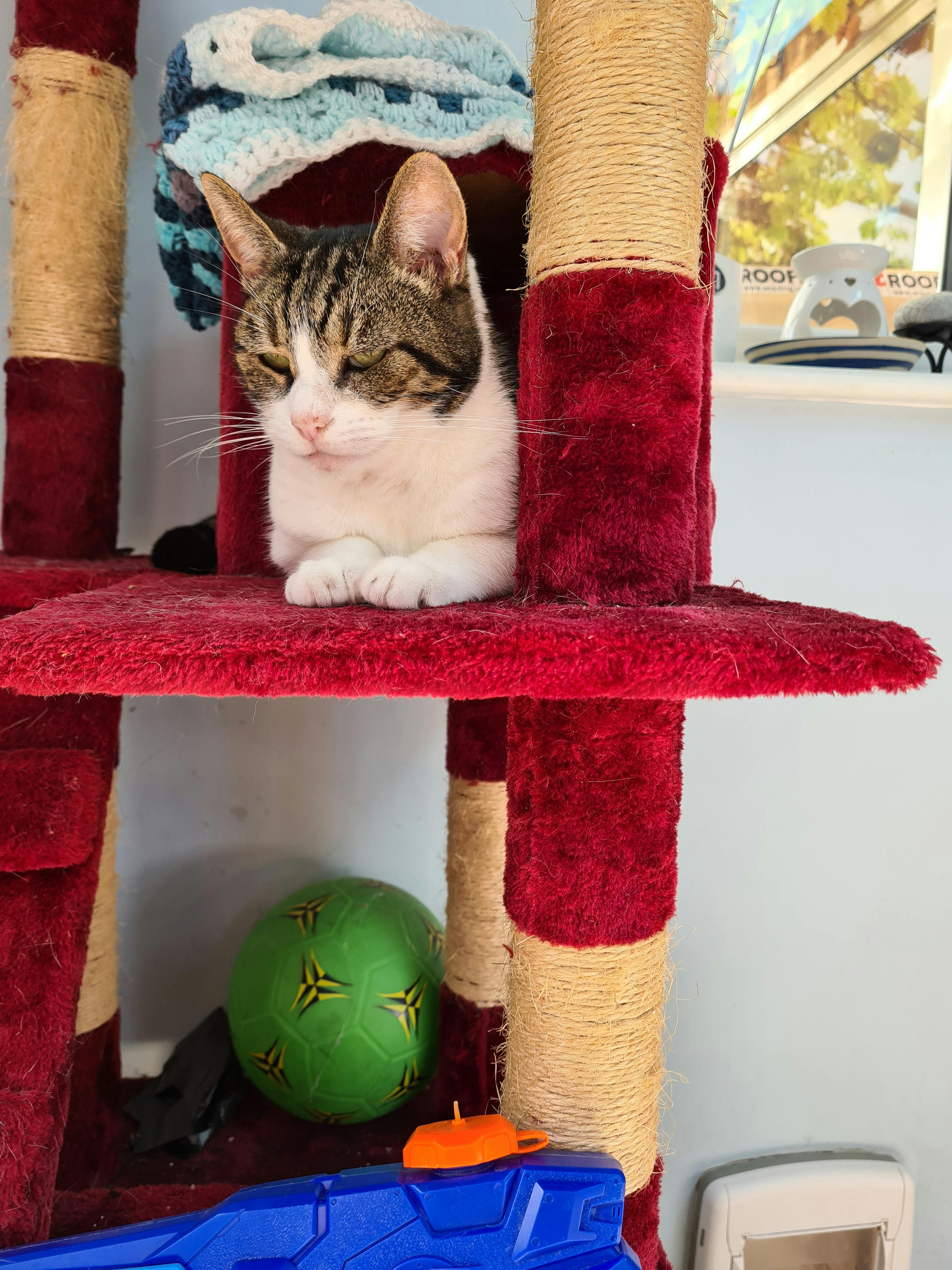 user avatar image for Richard Ross-Langley 