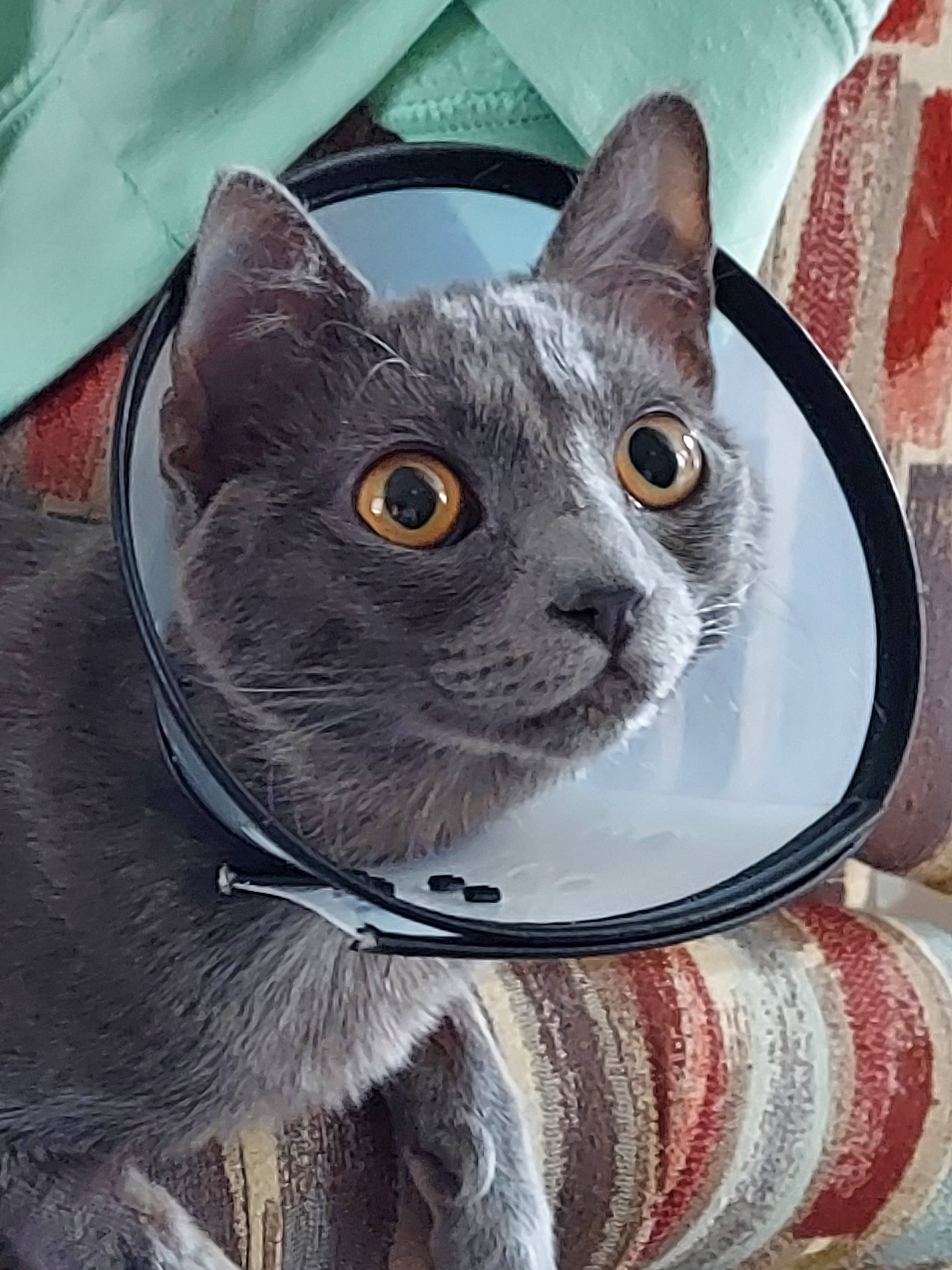 user avatar image for Chell Black