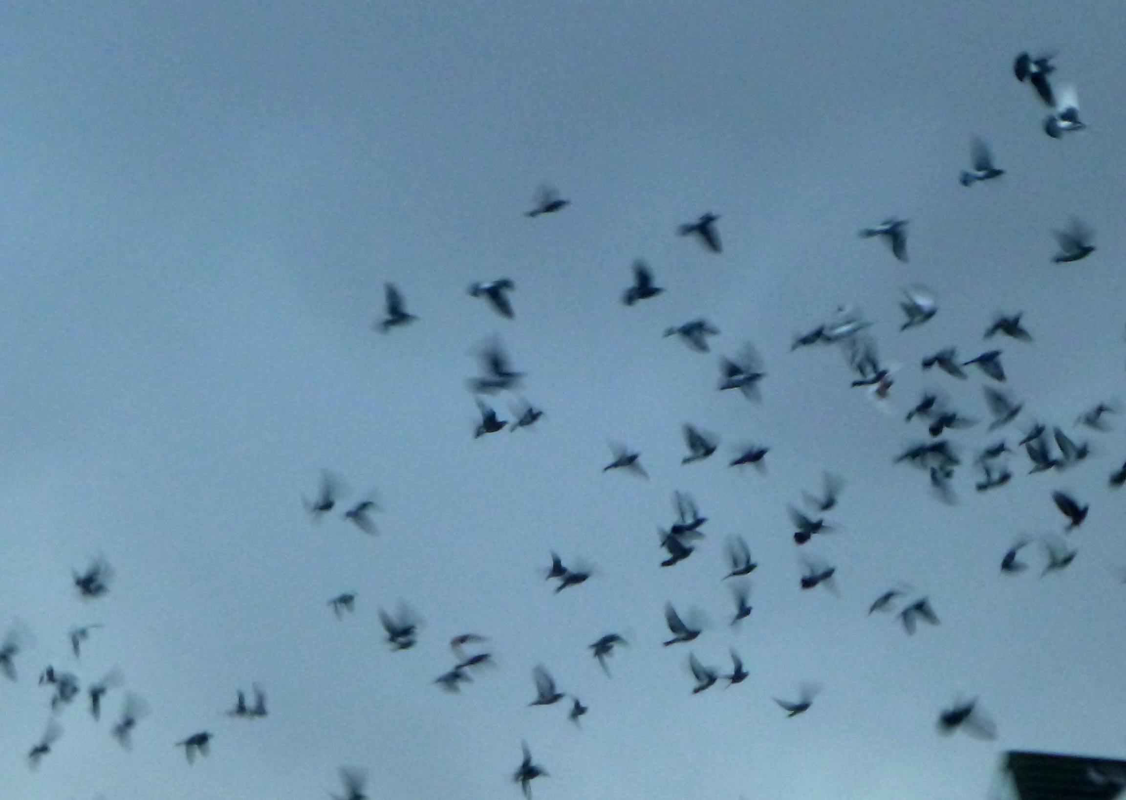 user avatar image for Avesrat