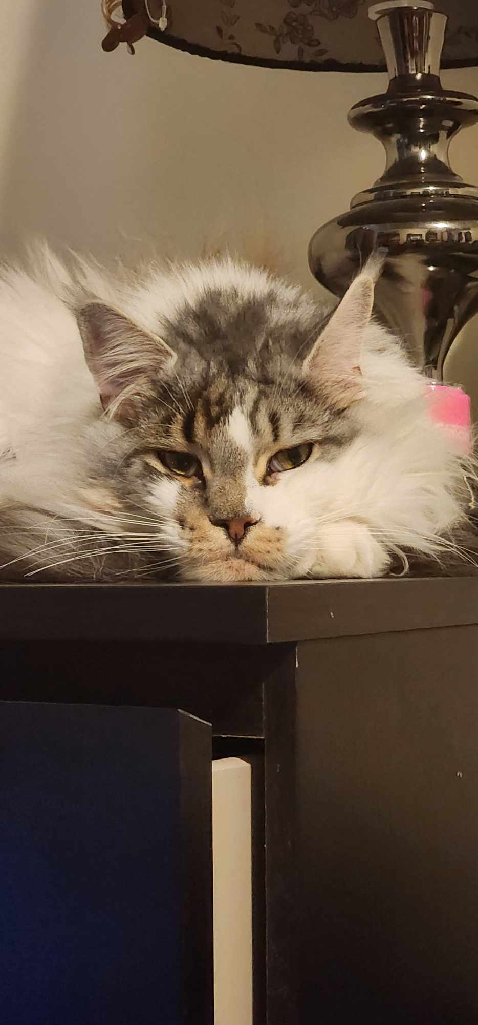 user avatar image for Potatobottom