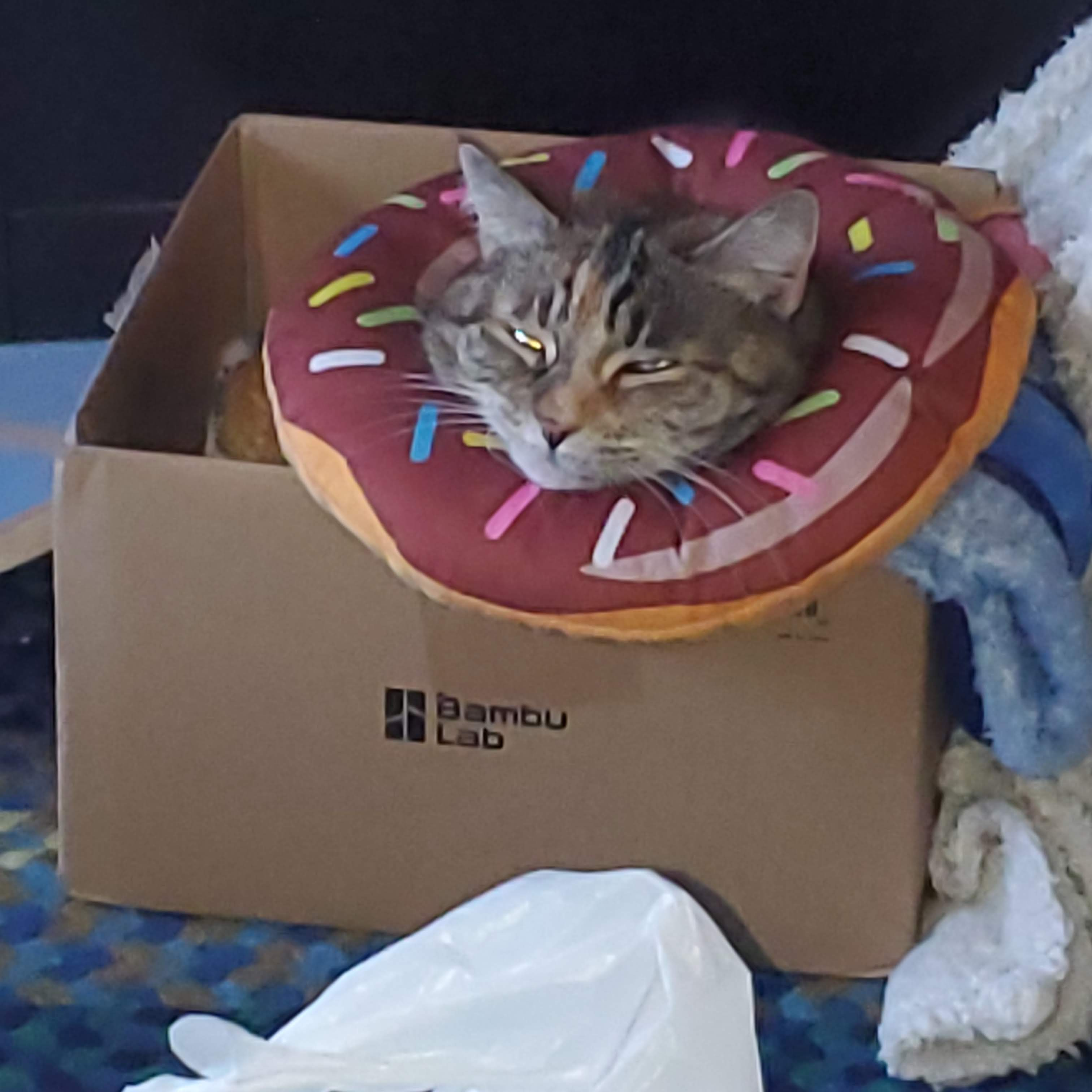 Donut