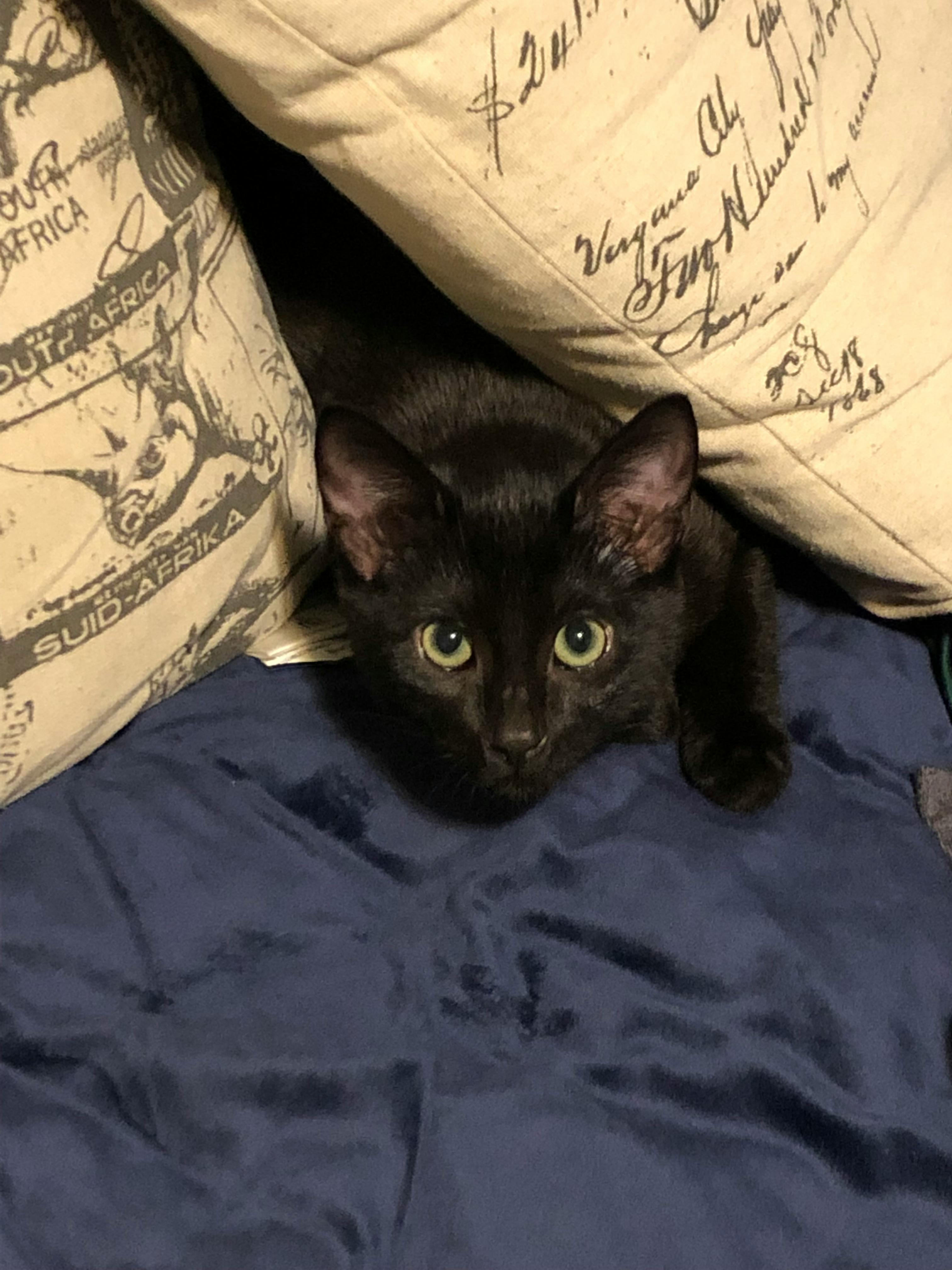 user avatar image for Kaeli Unruh