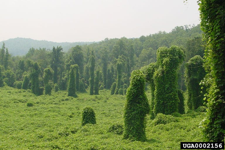 kudzu vine