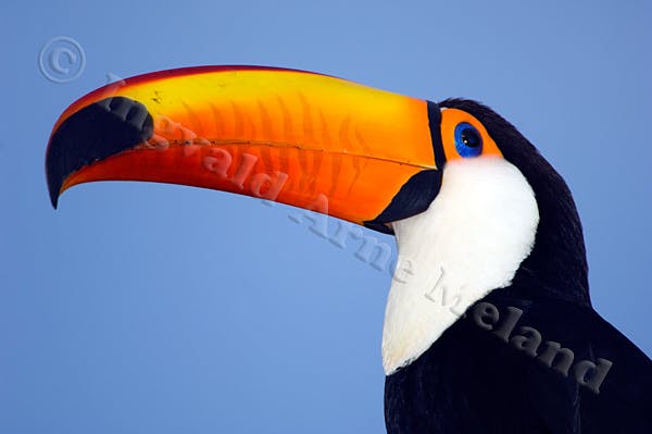 user avatar image for Ingvald Arne Meland