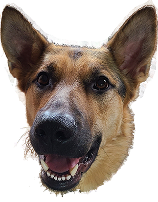 user avatar image for MrFetch