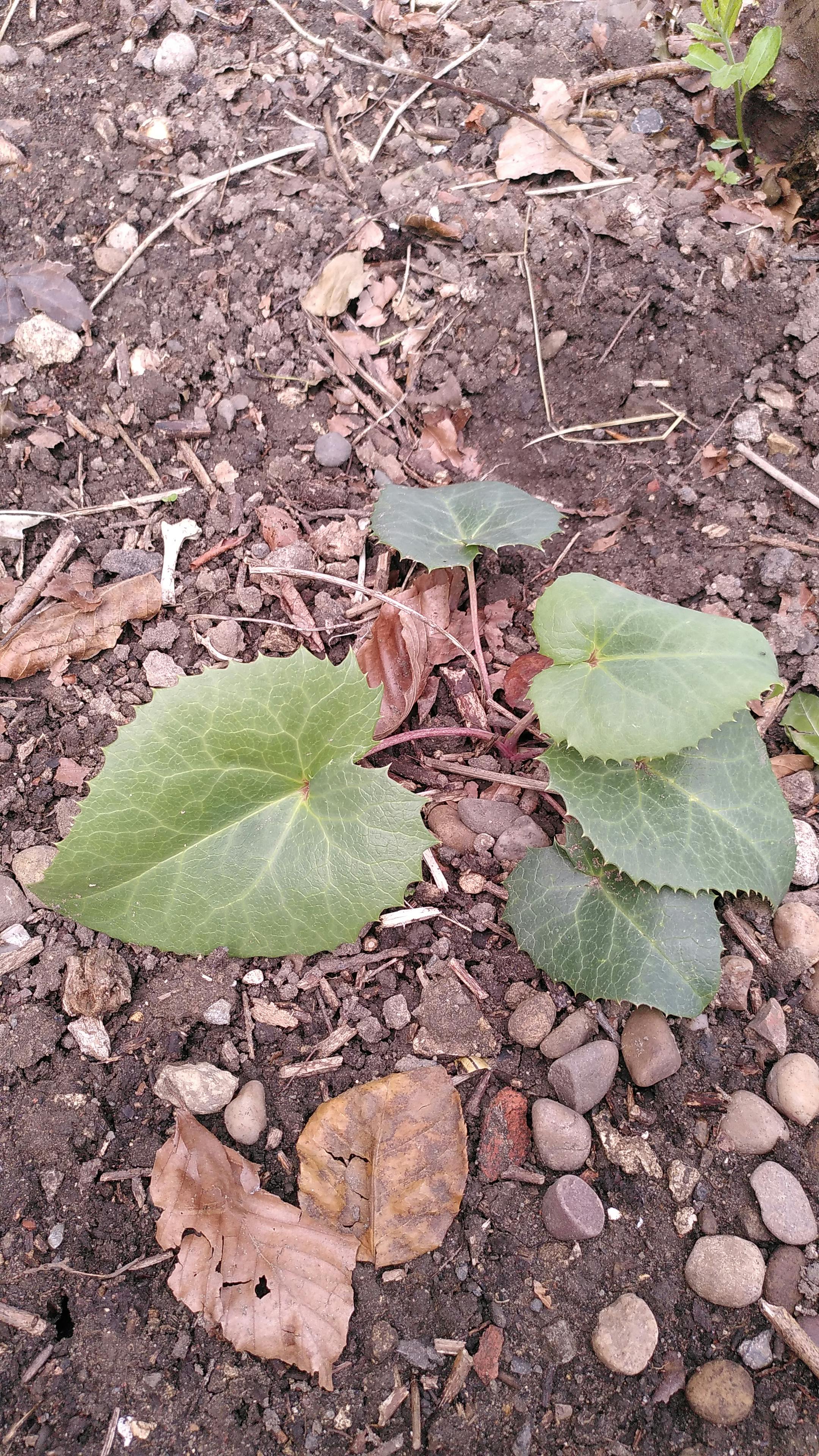 user avatar image for DS