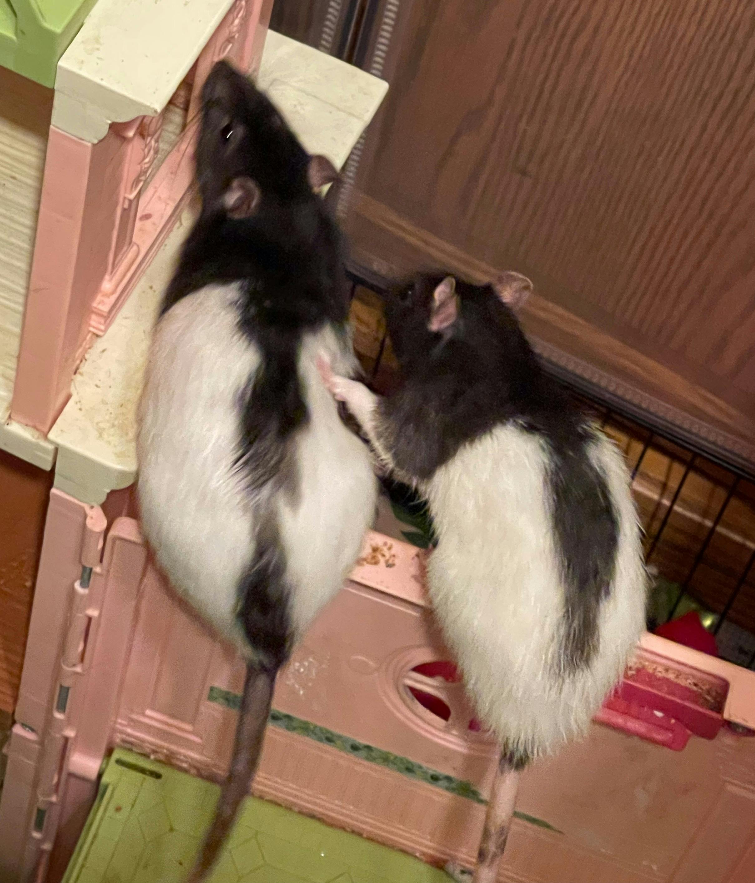 user avatar image for Anonymous Seagull #1662402