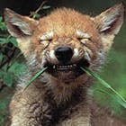 user avatar image for Kevin Chiasson