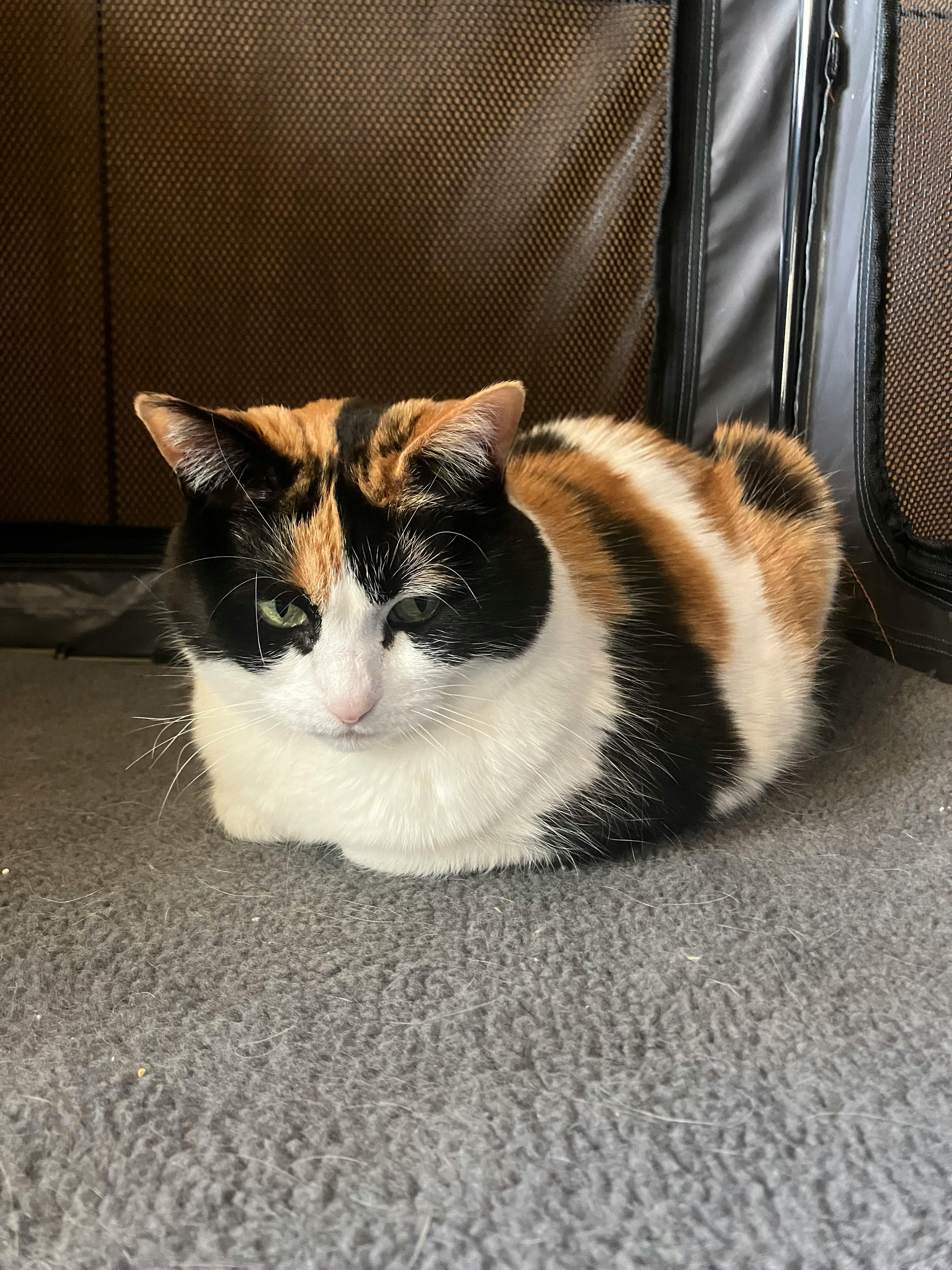 user avatar image for Ashley