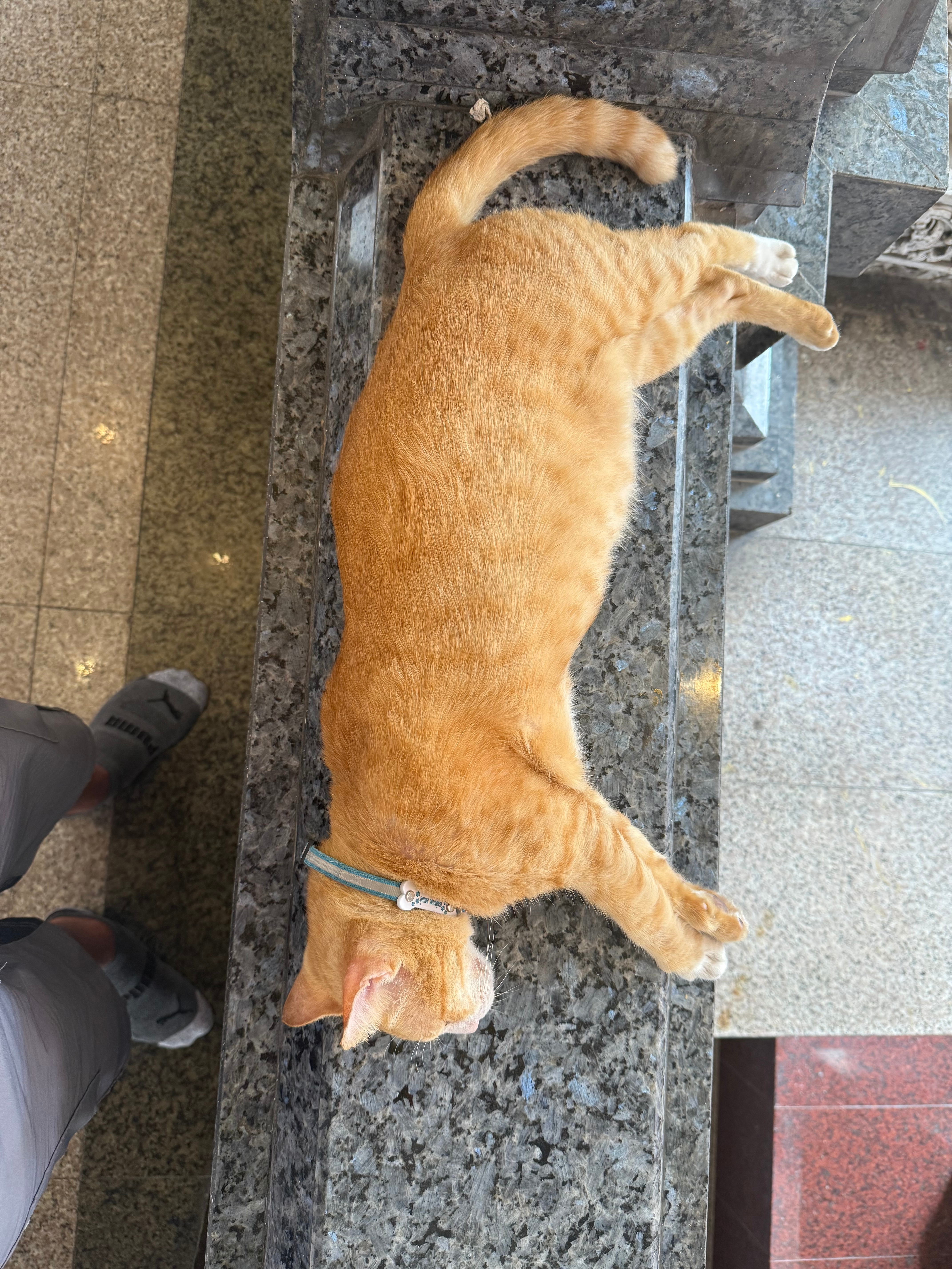 user avatar image for REZFOX