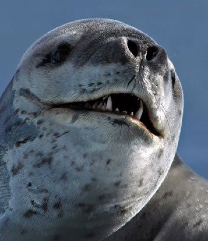 user avatar image for Seaaaaalllllssss