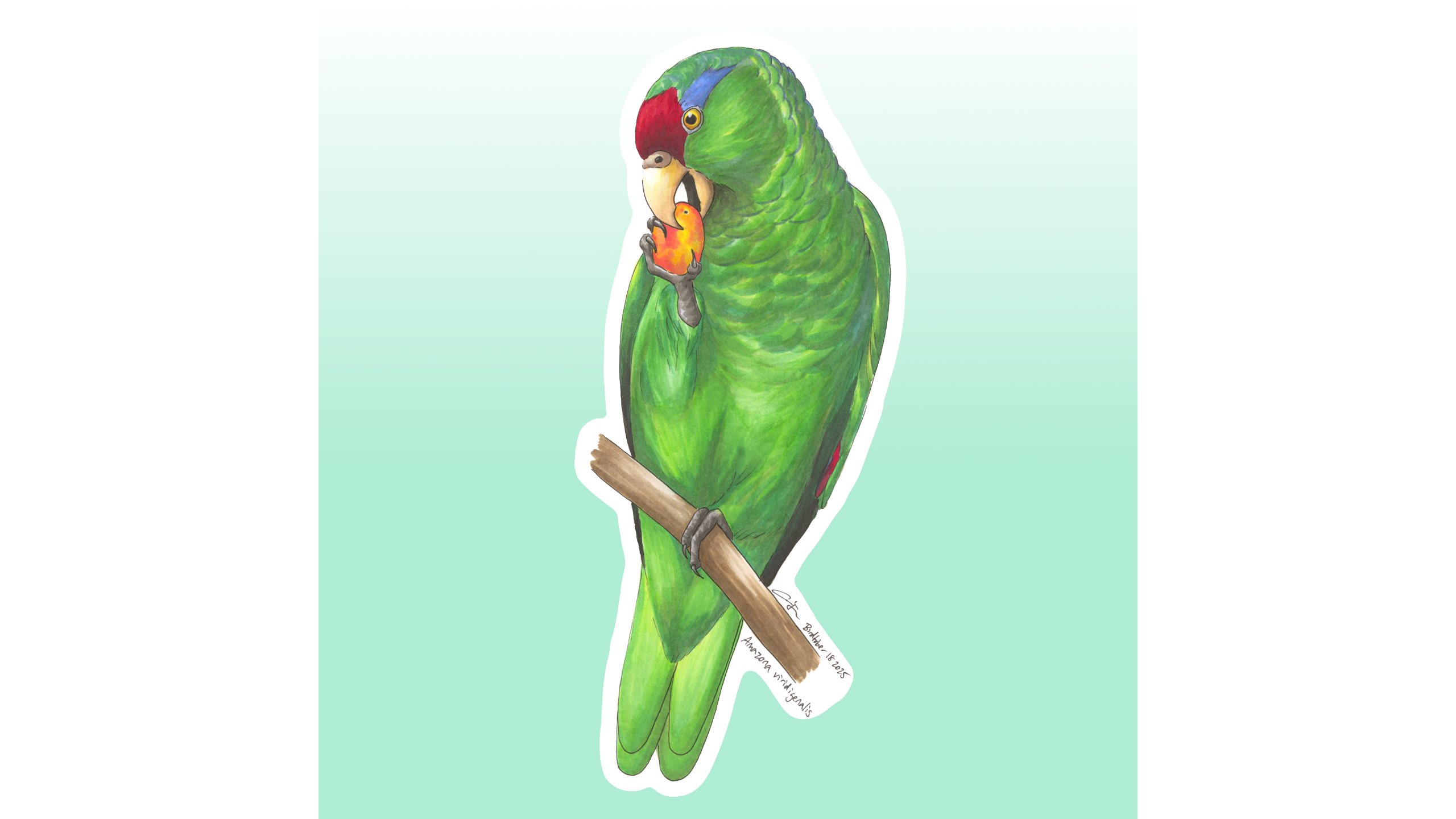 Red-crowned Amazon Sticker Design
