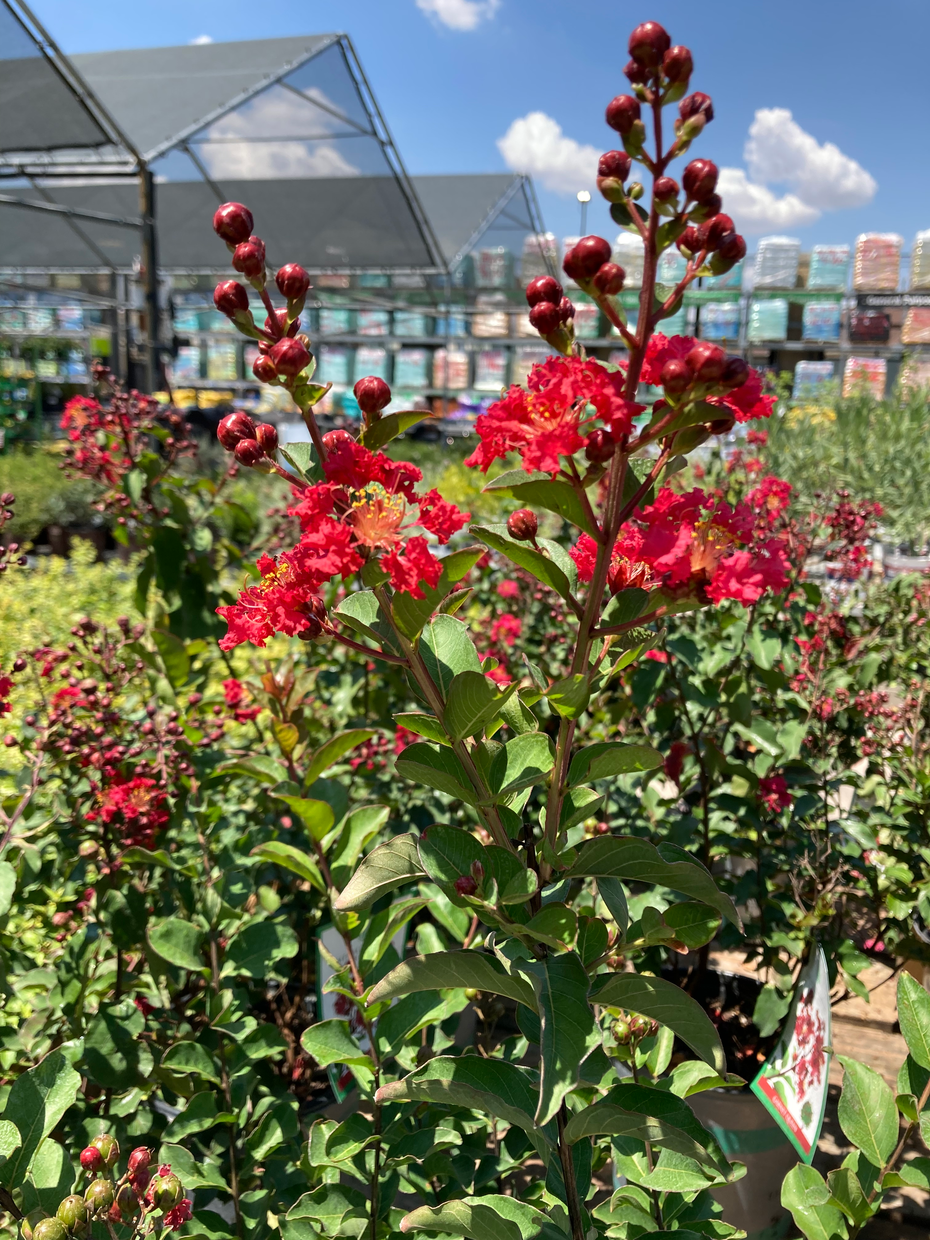 user avatar image for Robert Almaraz