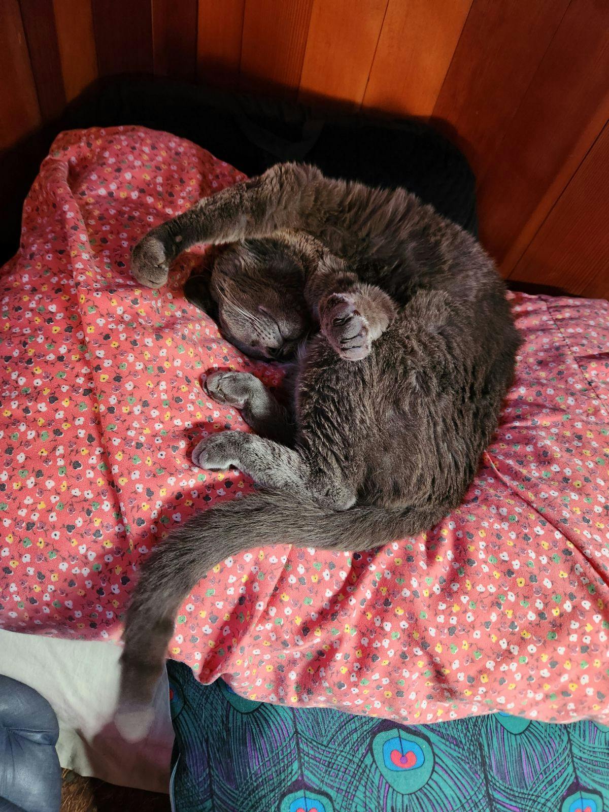 user avatar image for Talutario666