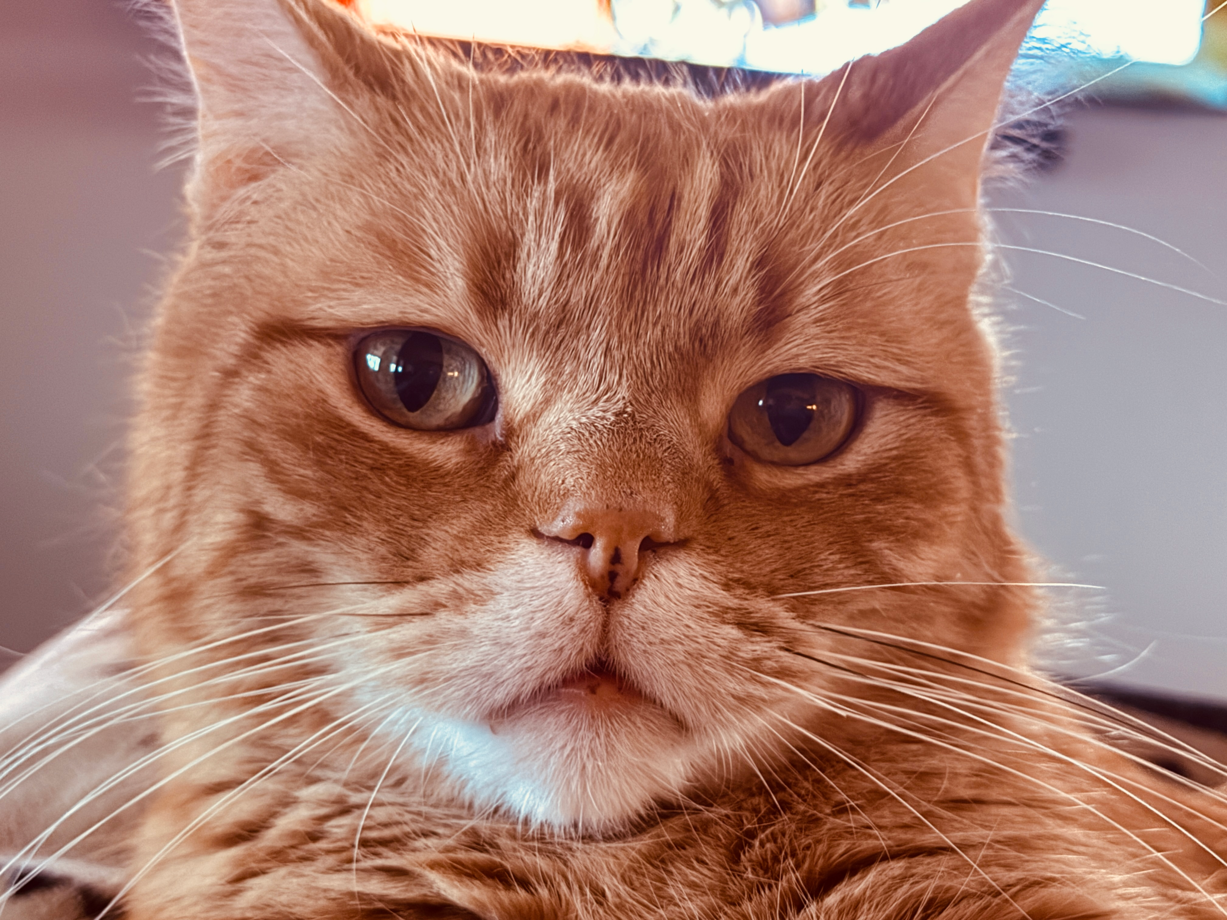 user avatar image for Joy Van Curen