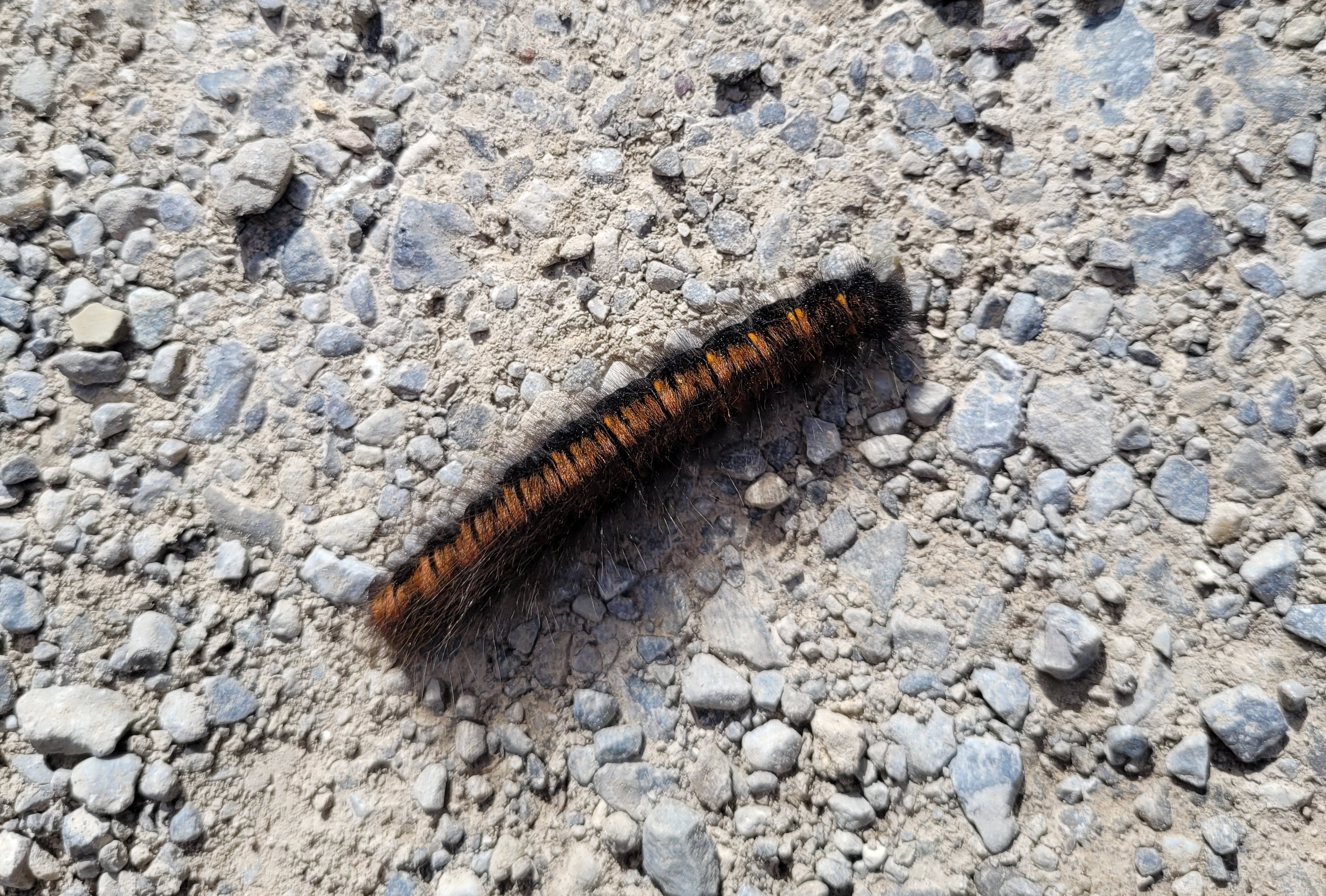 user avatar image for Appolos