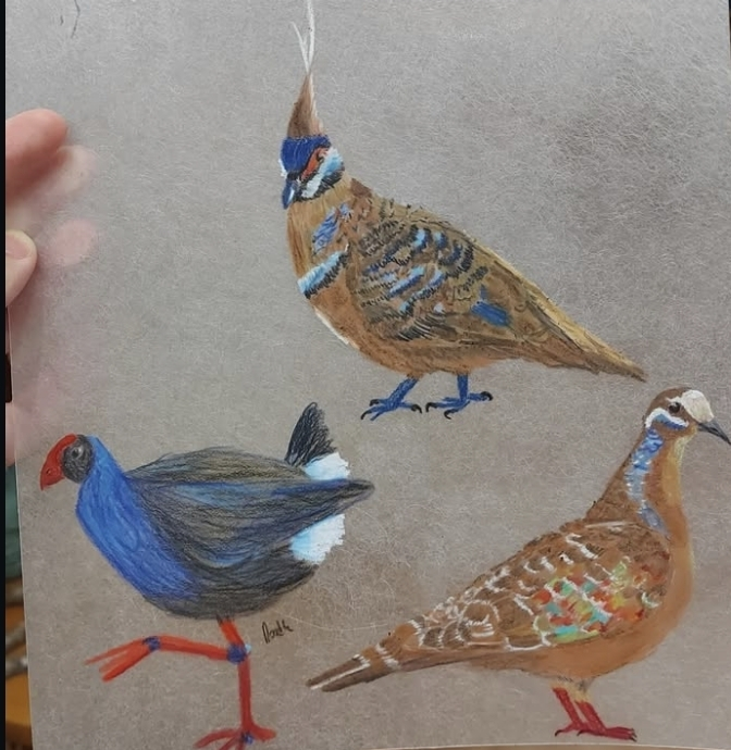 Australasian Swamphen