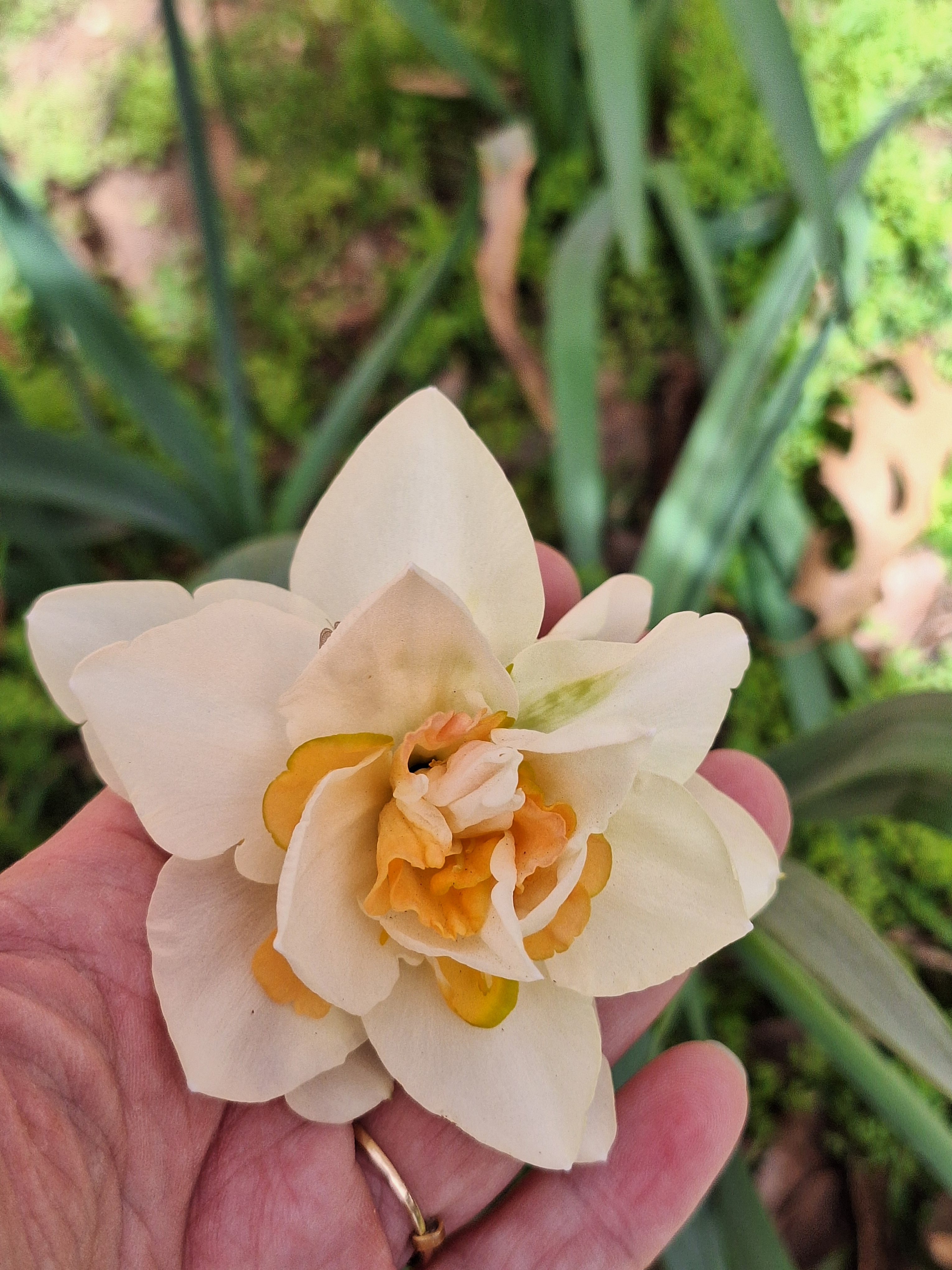 user avatar image for Rieckah