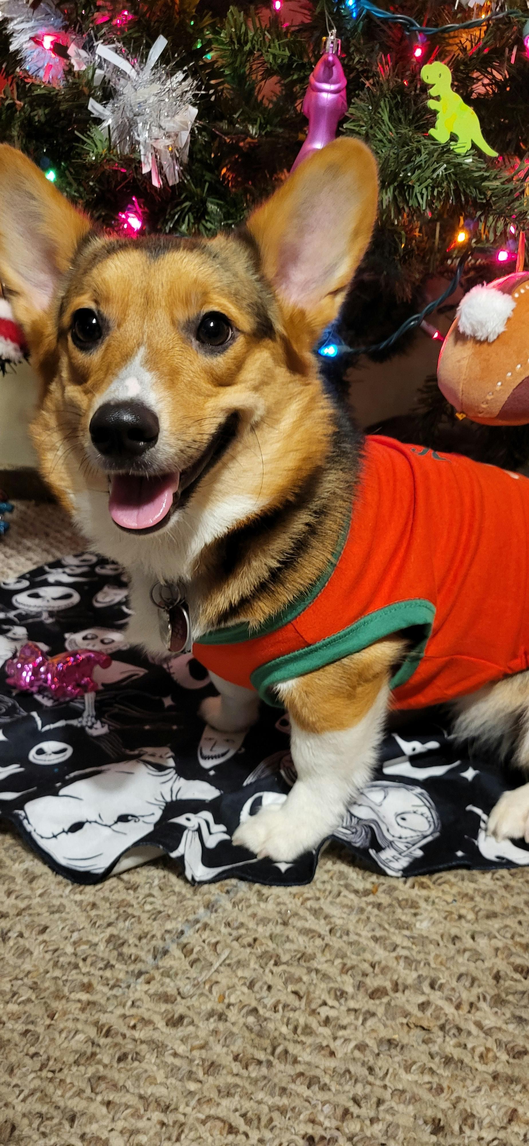 user avatar image for AmberZeldaRenea