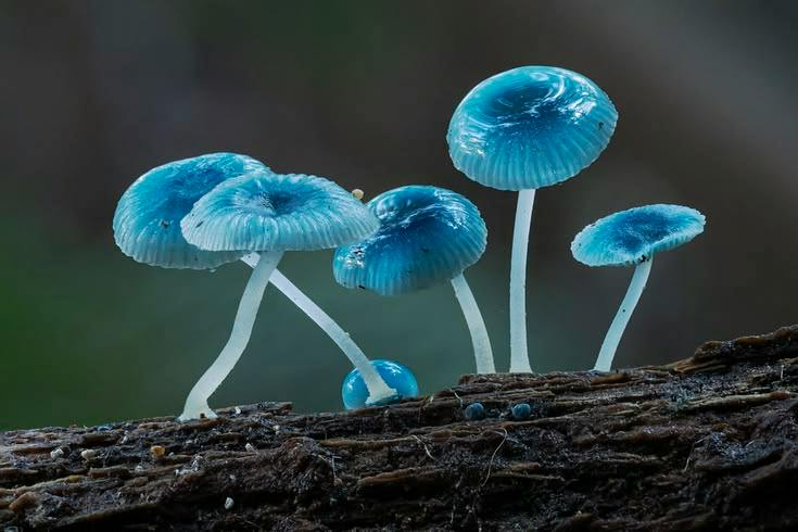 Pixie Parasol