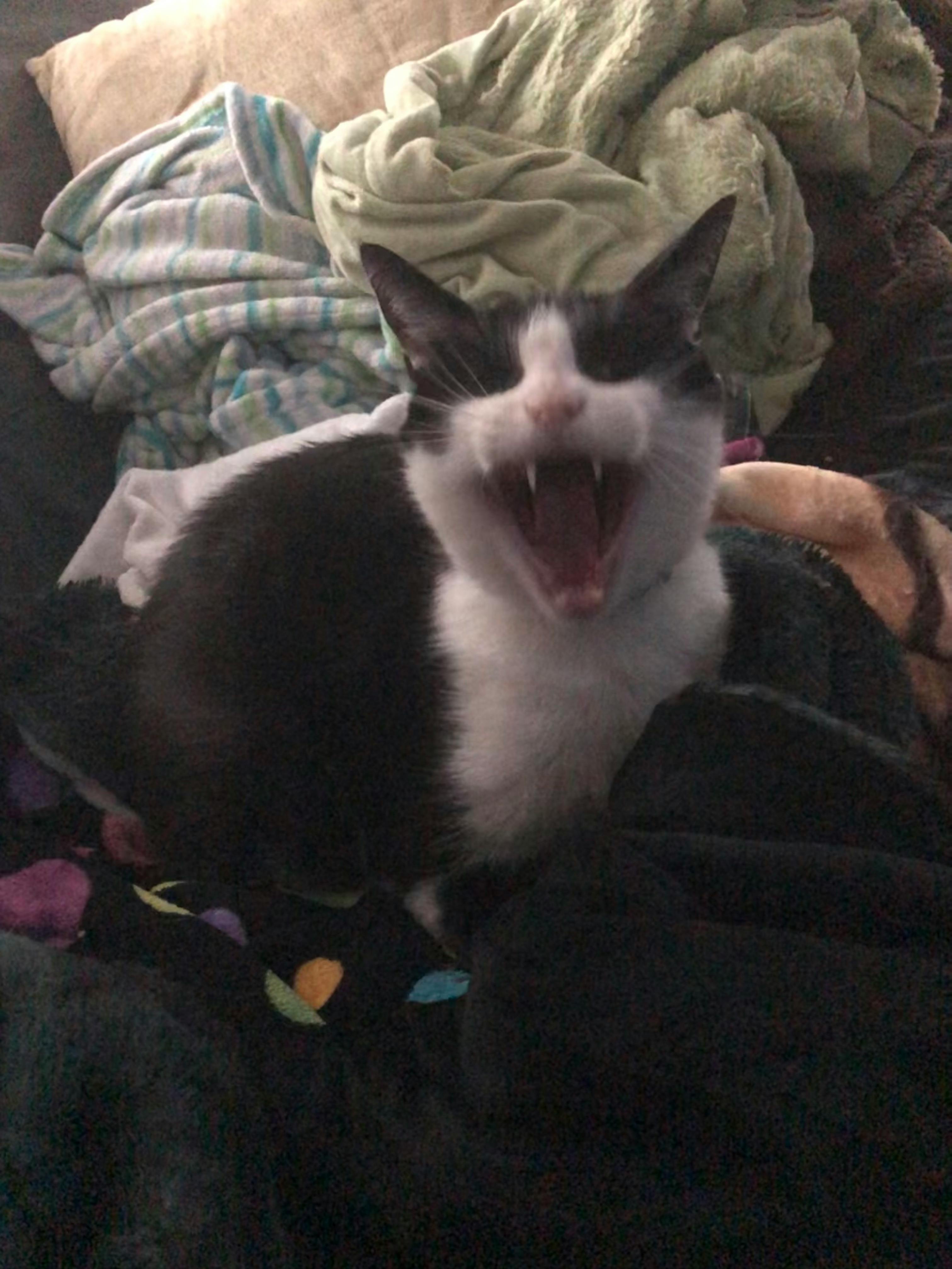 user avatar image for The_Great_DM