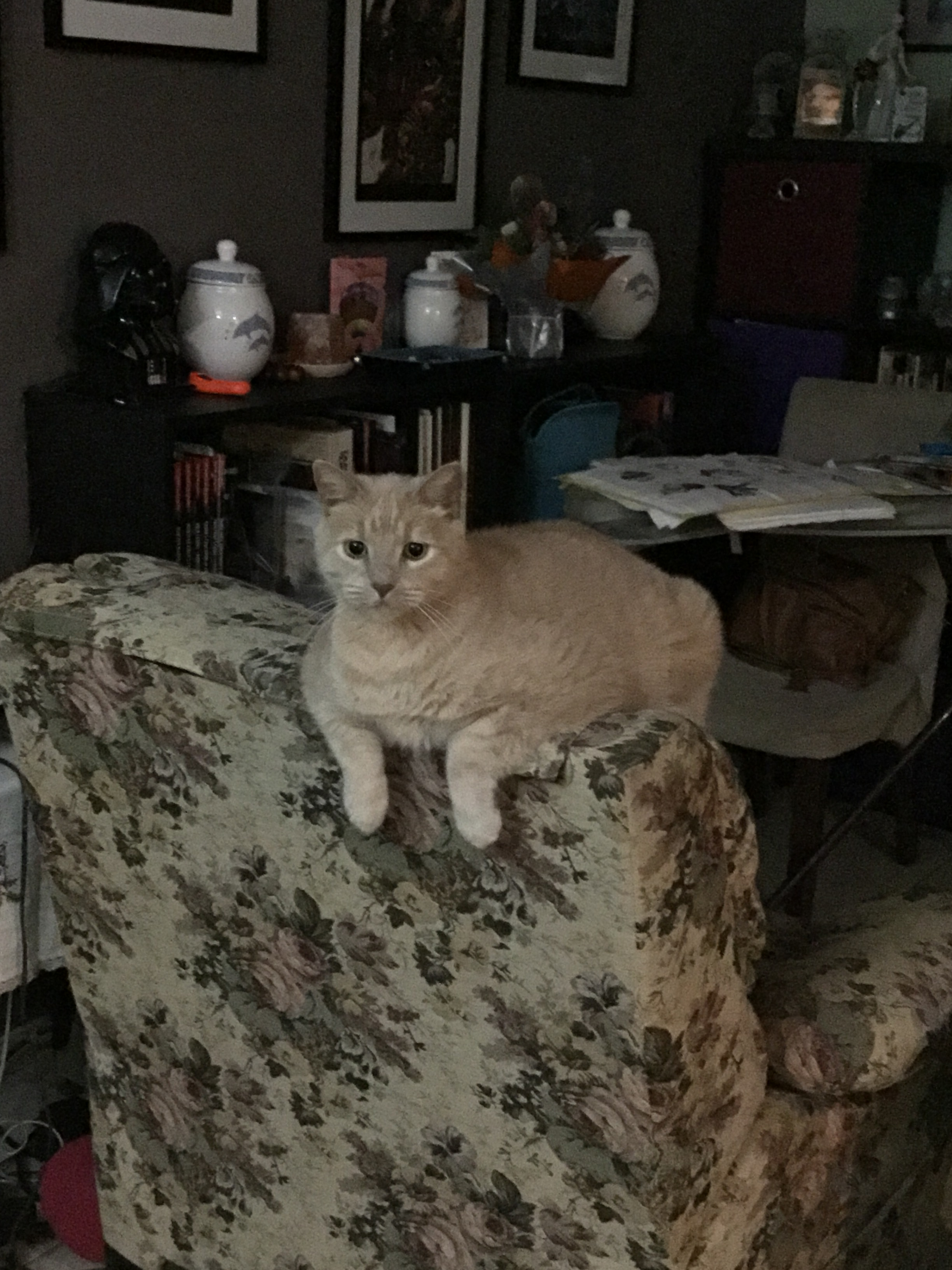 user avatar image for Elisara