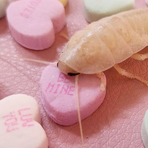 user avatar image for Cube Jones