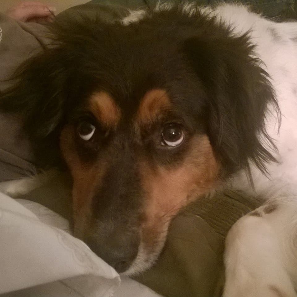 user avatar image for Twitchi