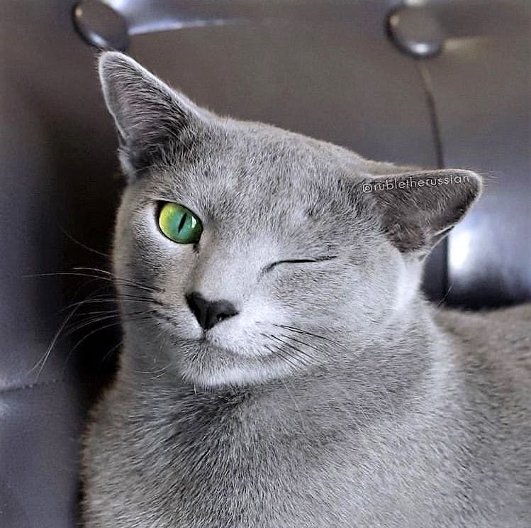 user avatar image for Robert Messina