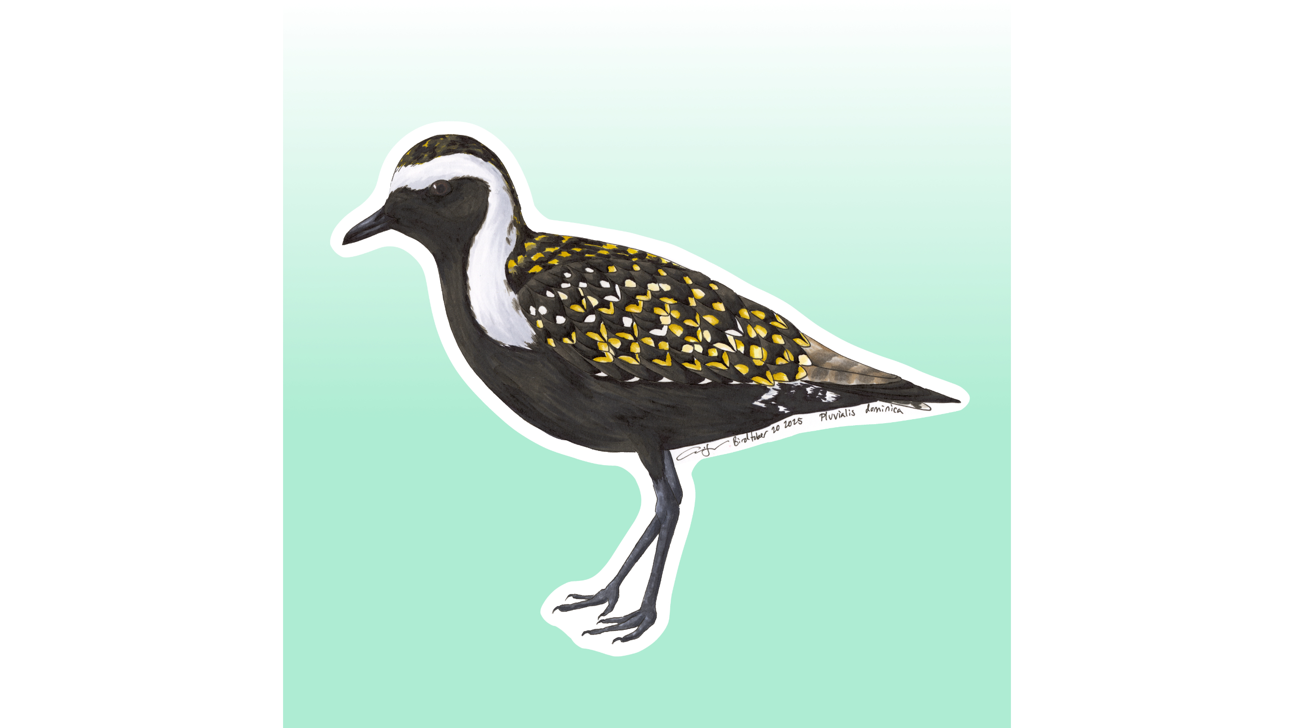 American Golden-Plover Sticker Design