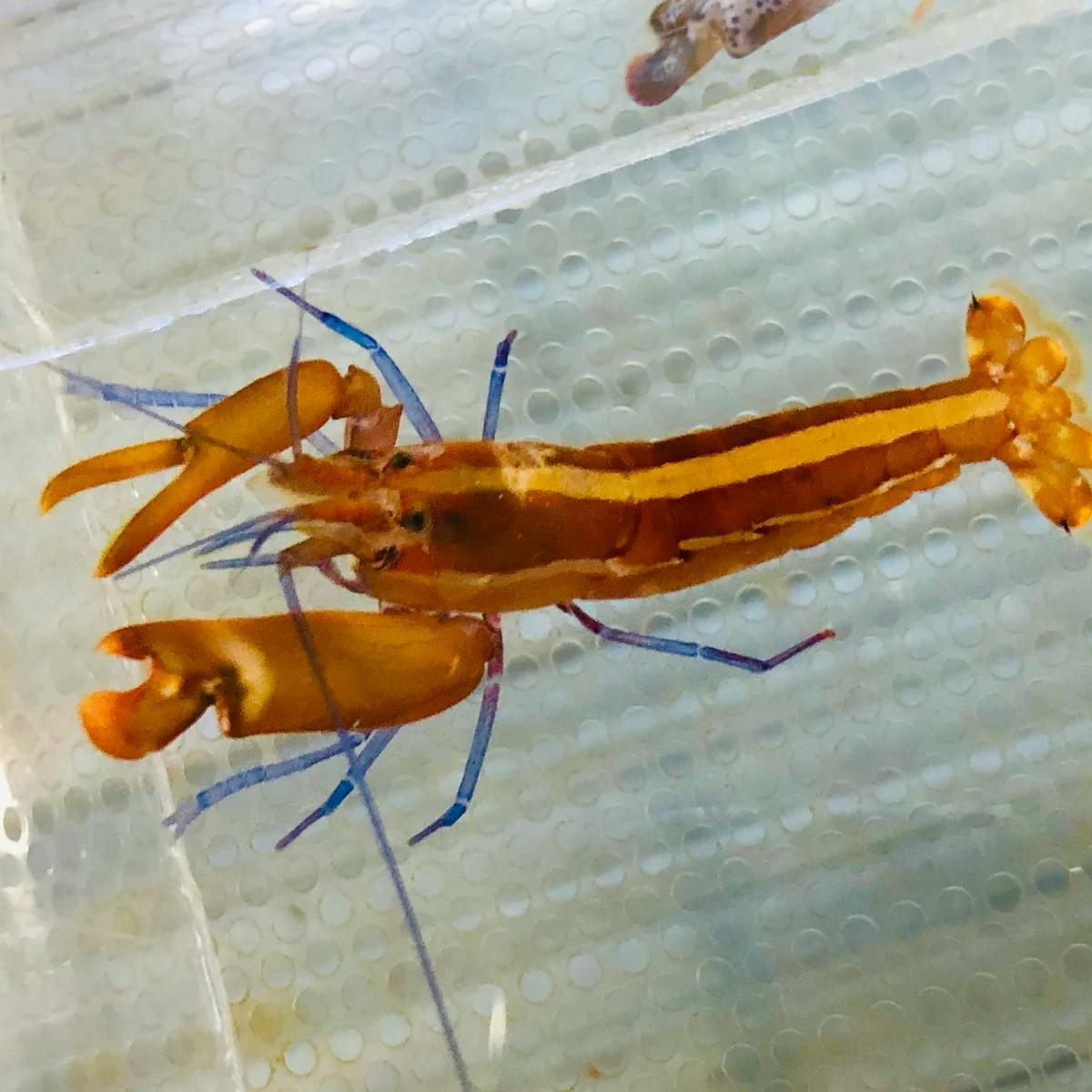 user avatar image for Kira