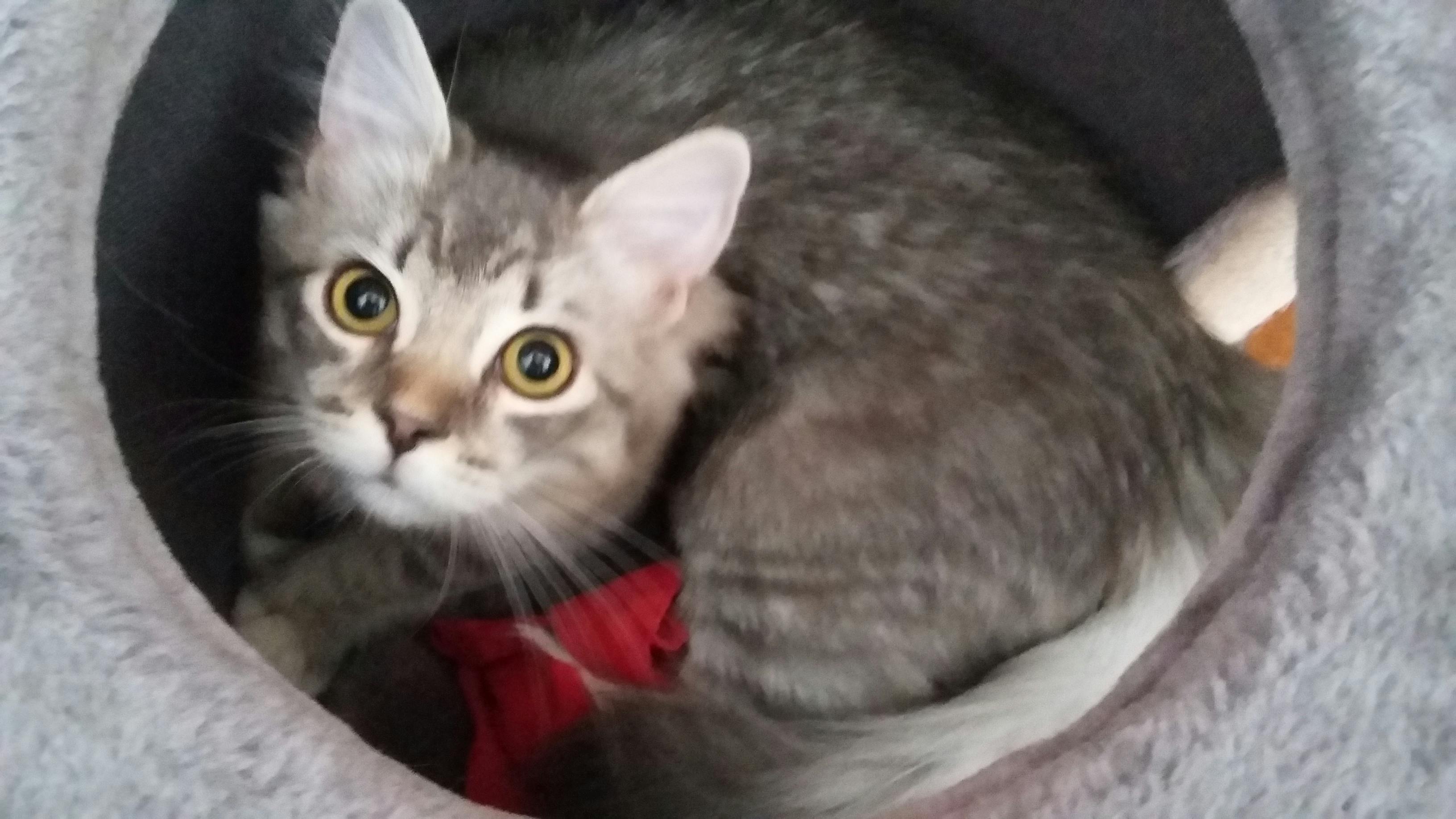 user avatar image for Dragoonnoth