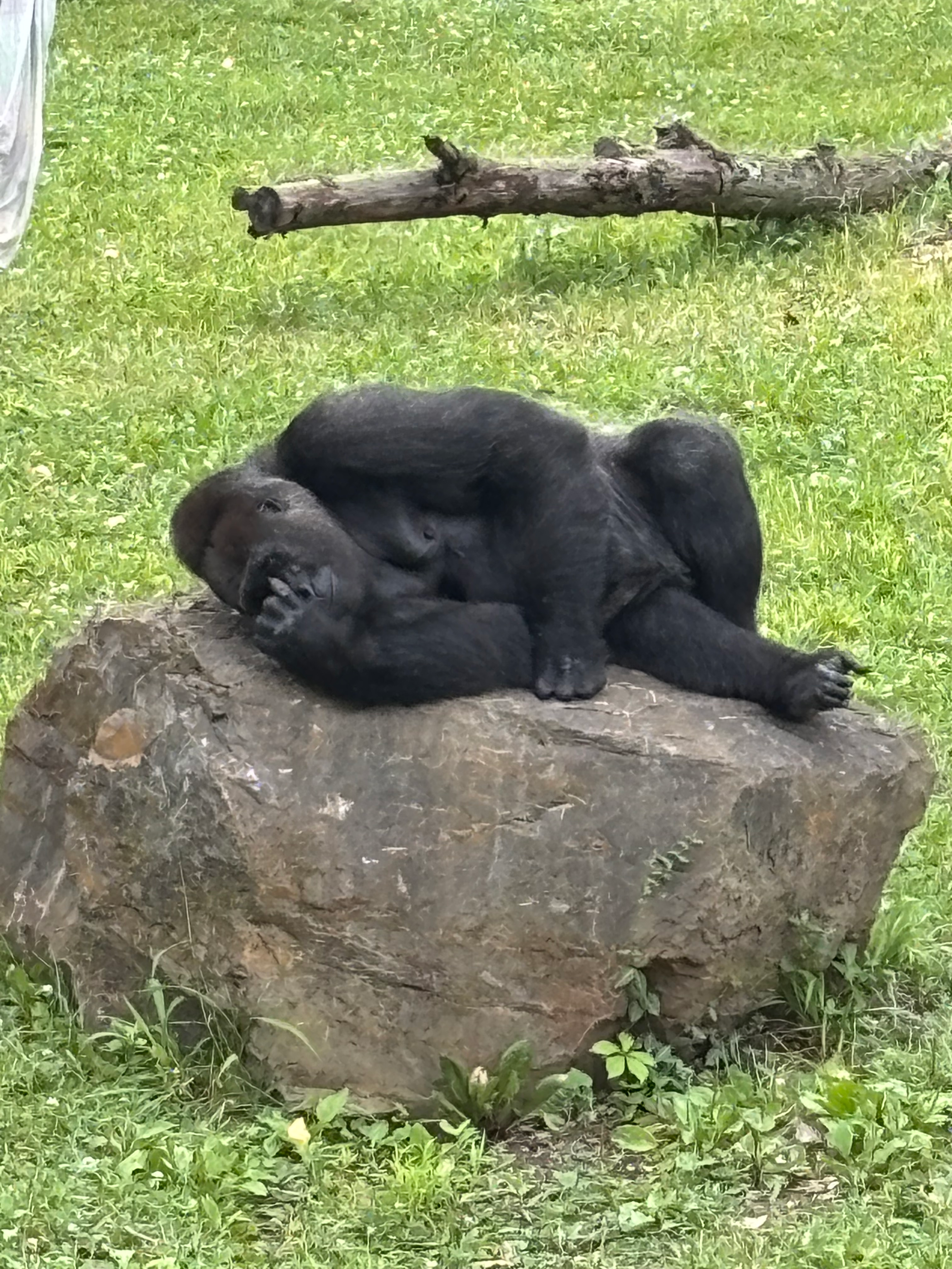 user avatar image for Cameron Olsen