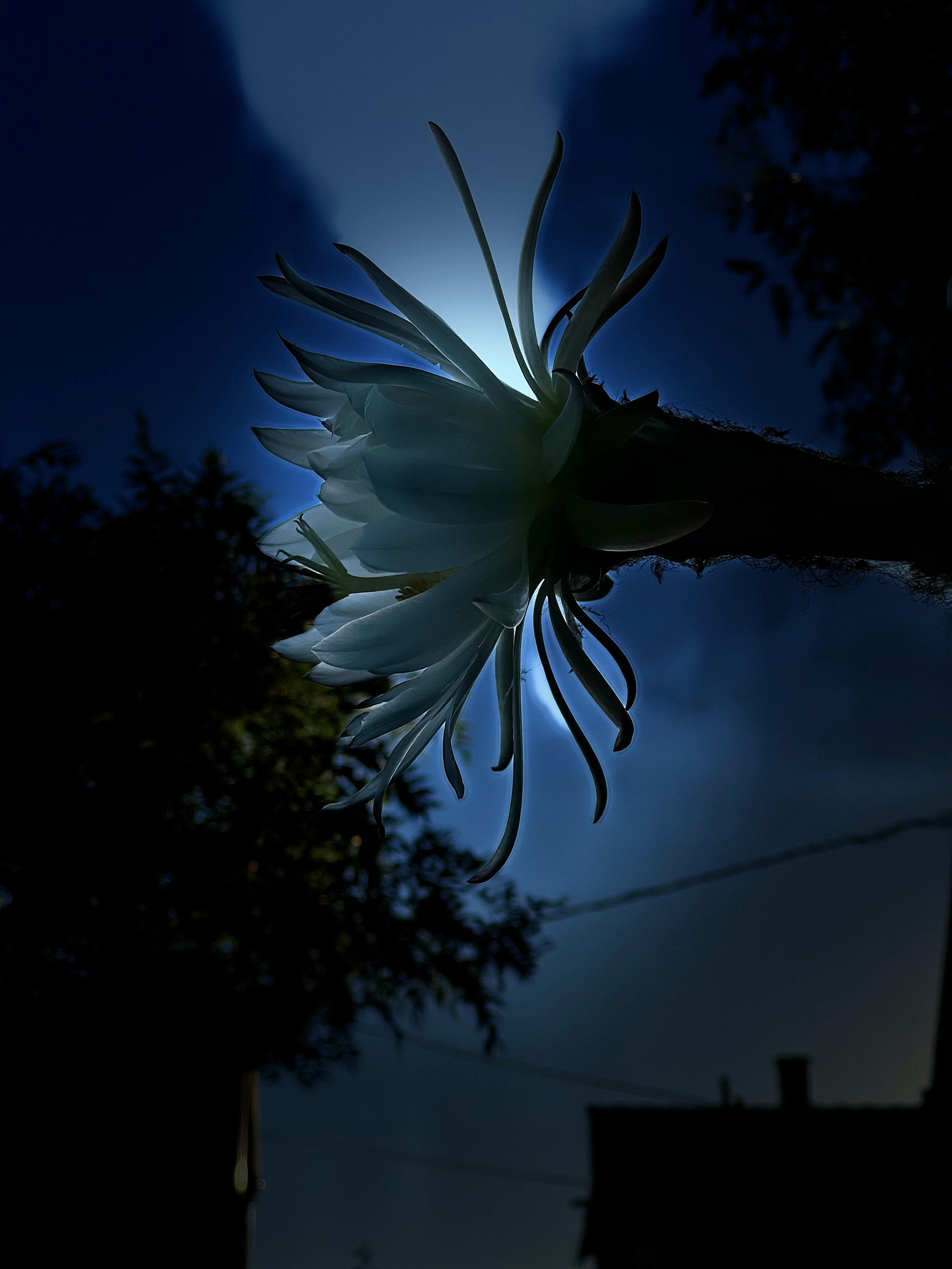 user avatar image for Thorn Bee