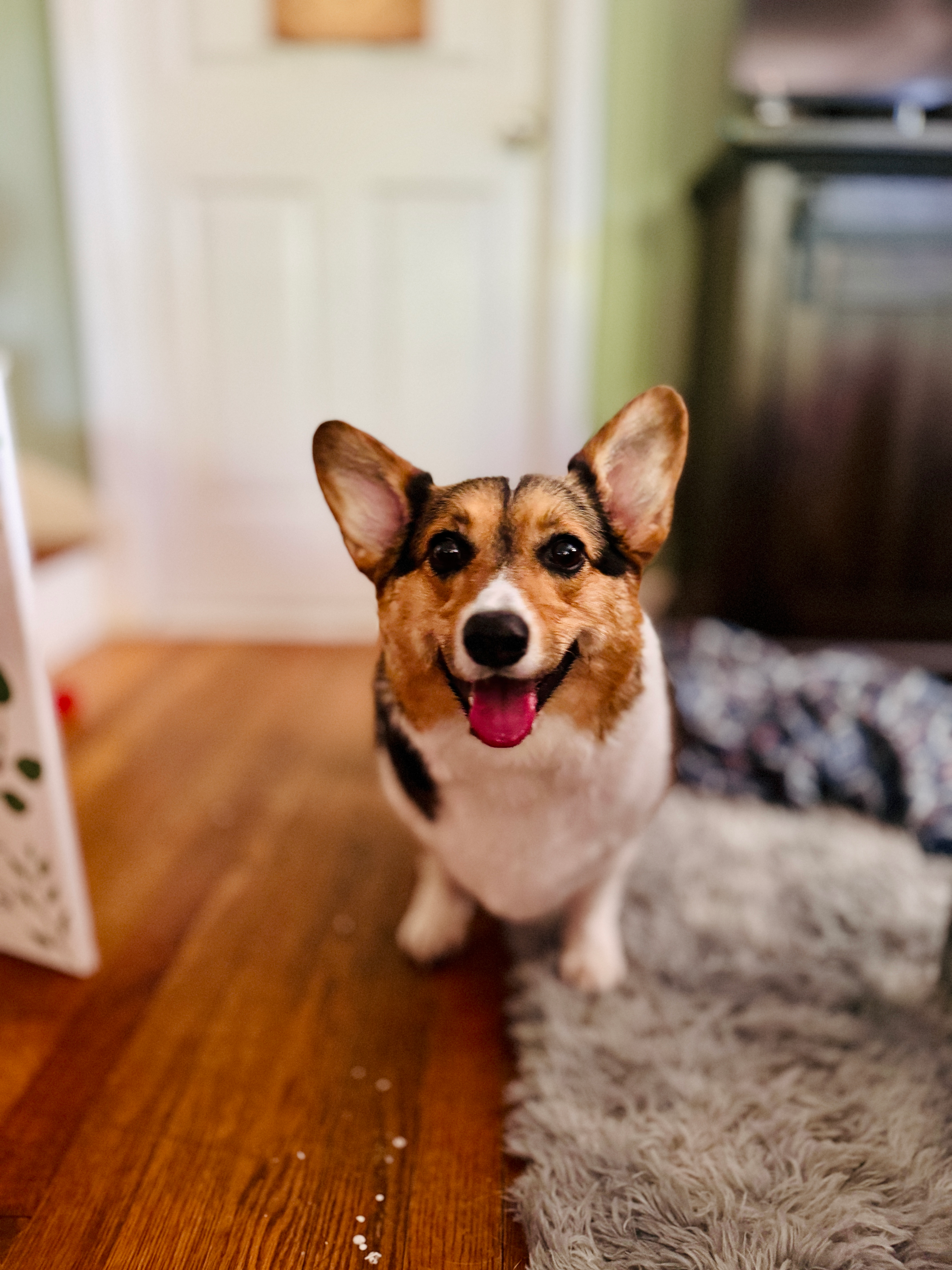 user avatar image for thelostcorgi