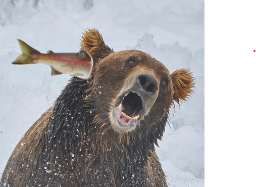 user avatar image for bearmancery