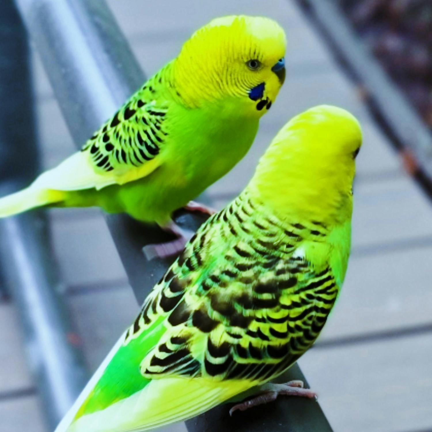 user avatar image for Amanda Method