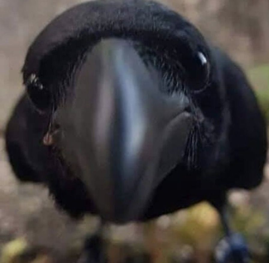 user avatar image for crow