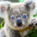 user avatar image for Thealmightykoala