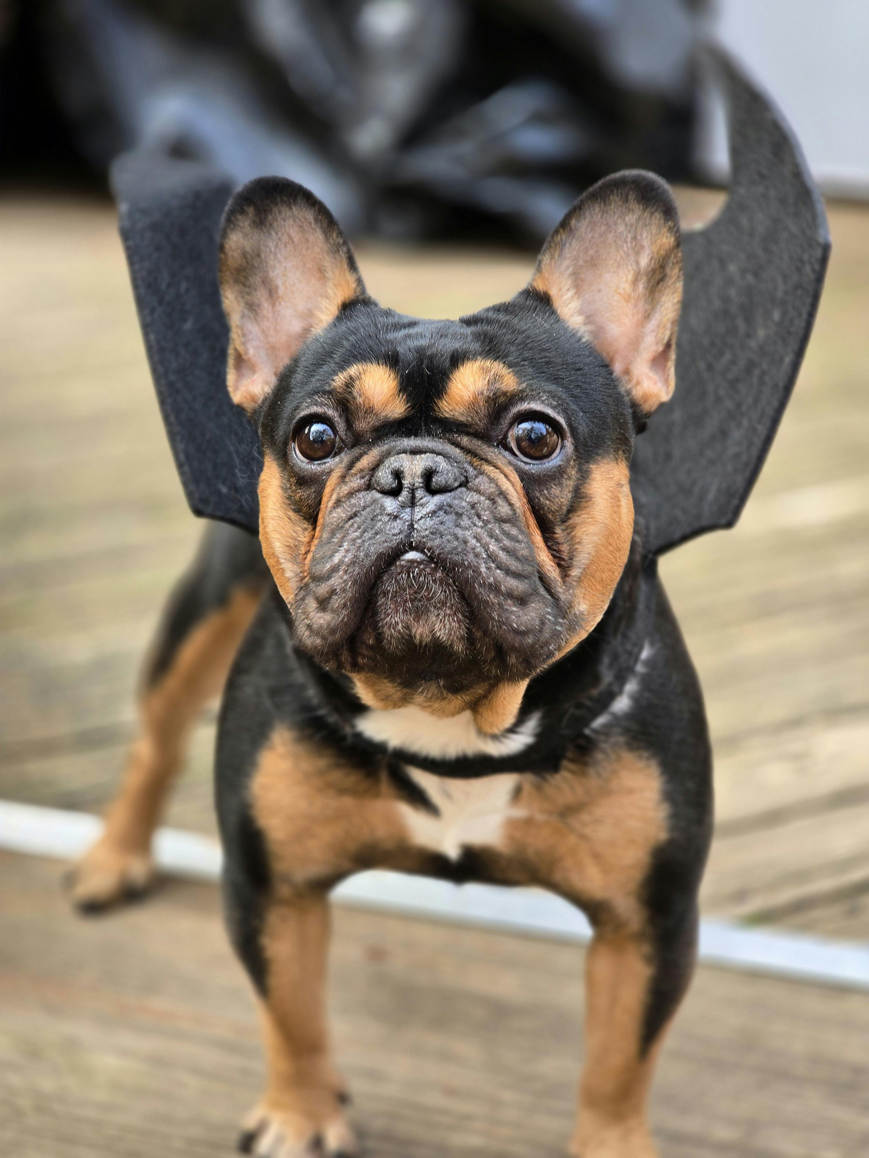 user avatar image for Jazz C 