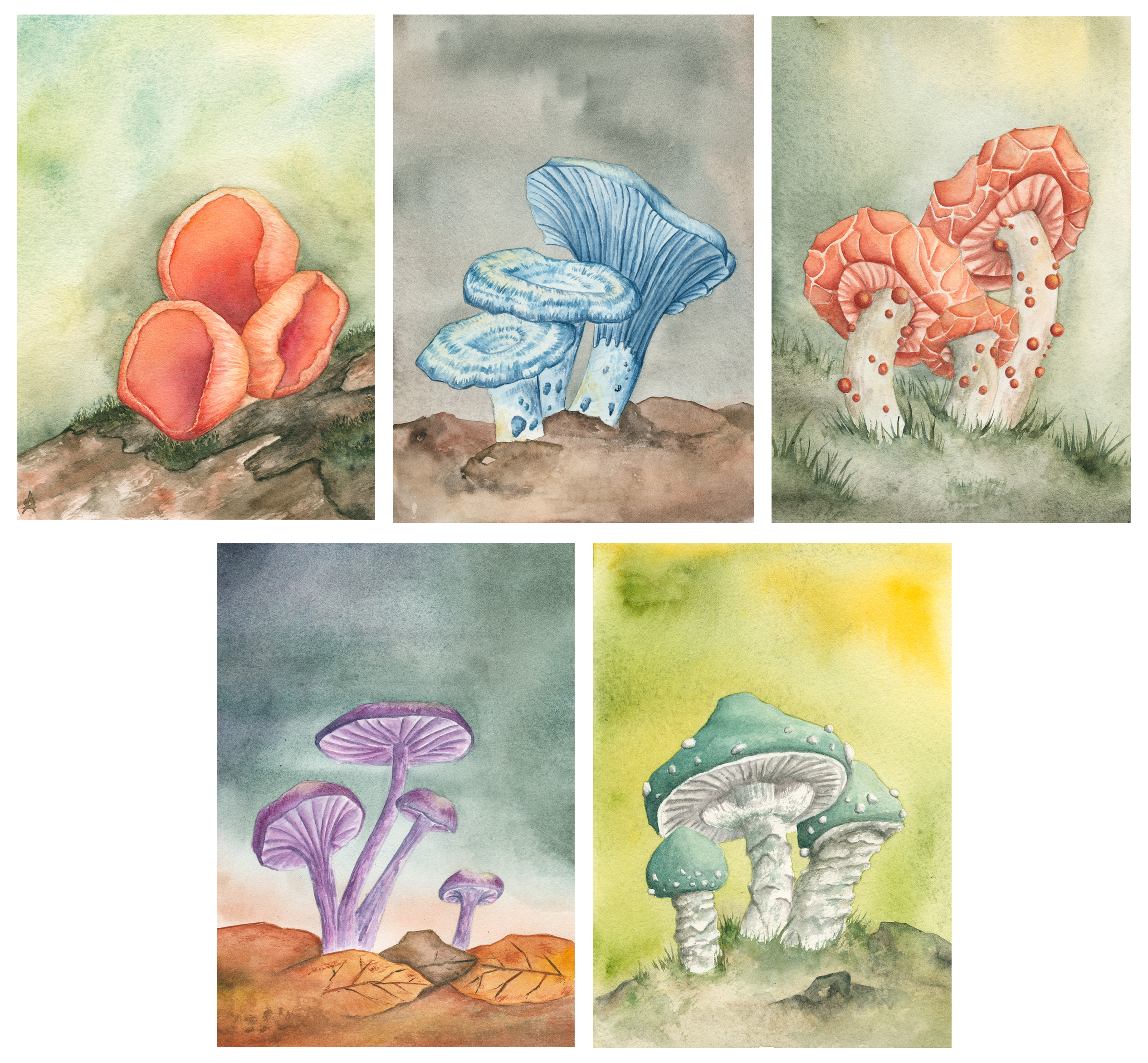 5x Colourful Mushrooms Art Print - Full set