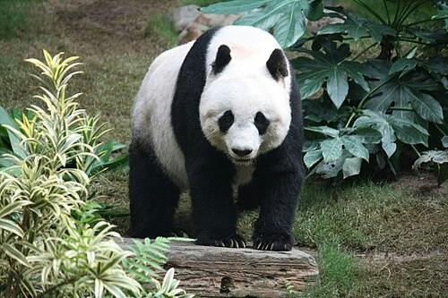user avatar image for ClumsyPanda29