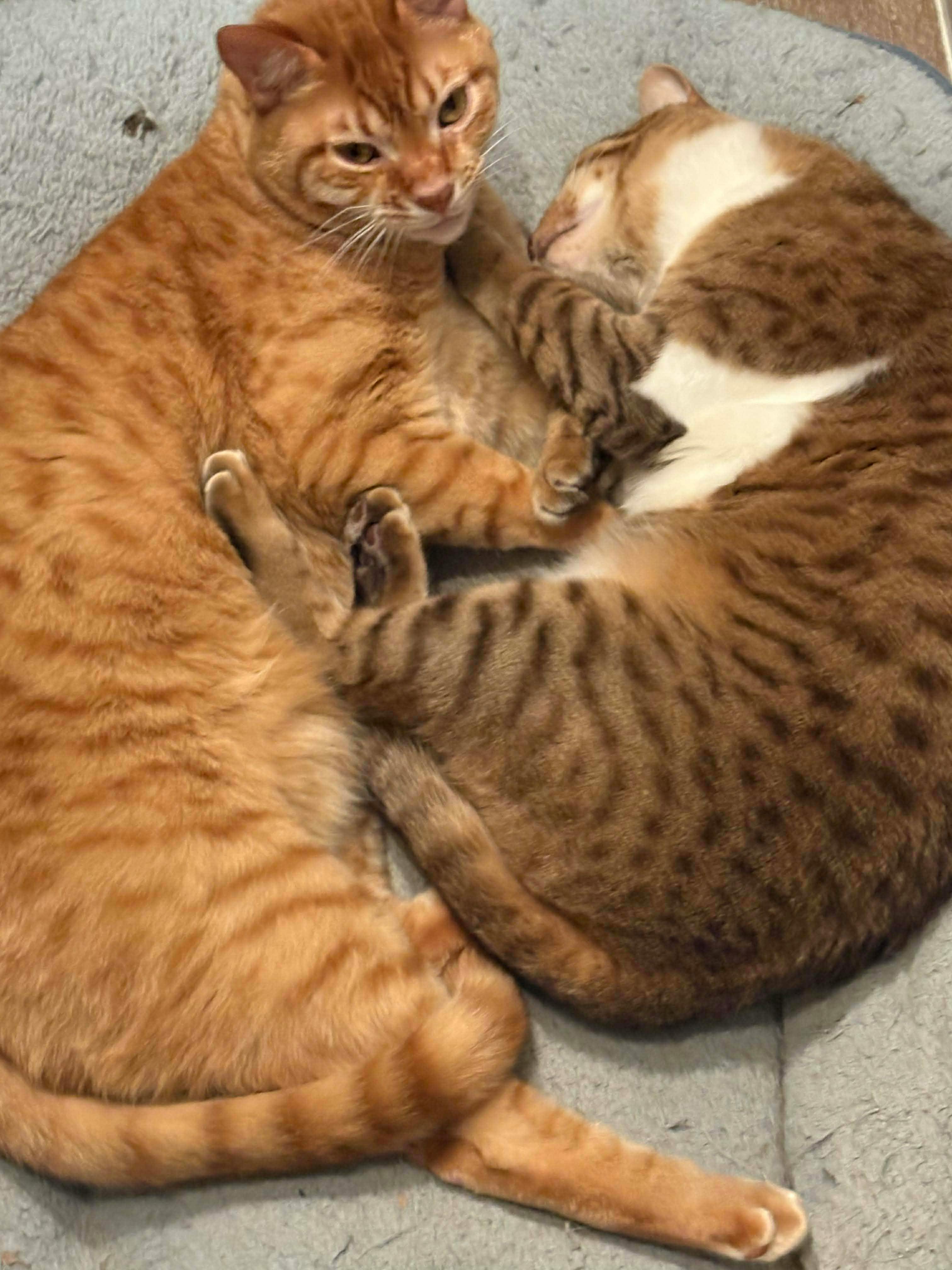 user avatar image for Vardahuine