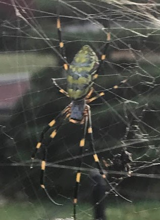 user avatar image for rangerlevi