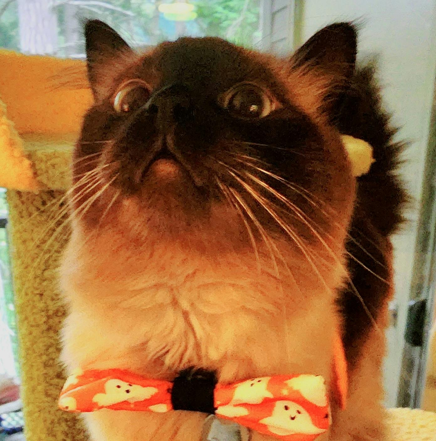 user avatar image for PixelKitty