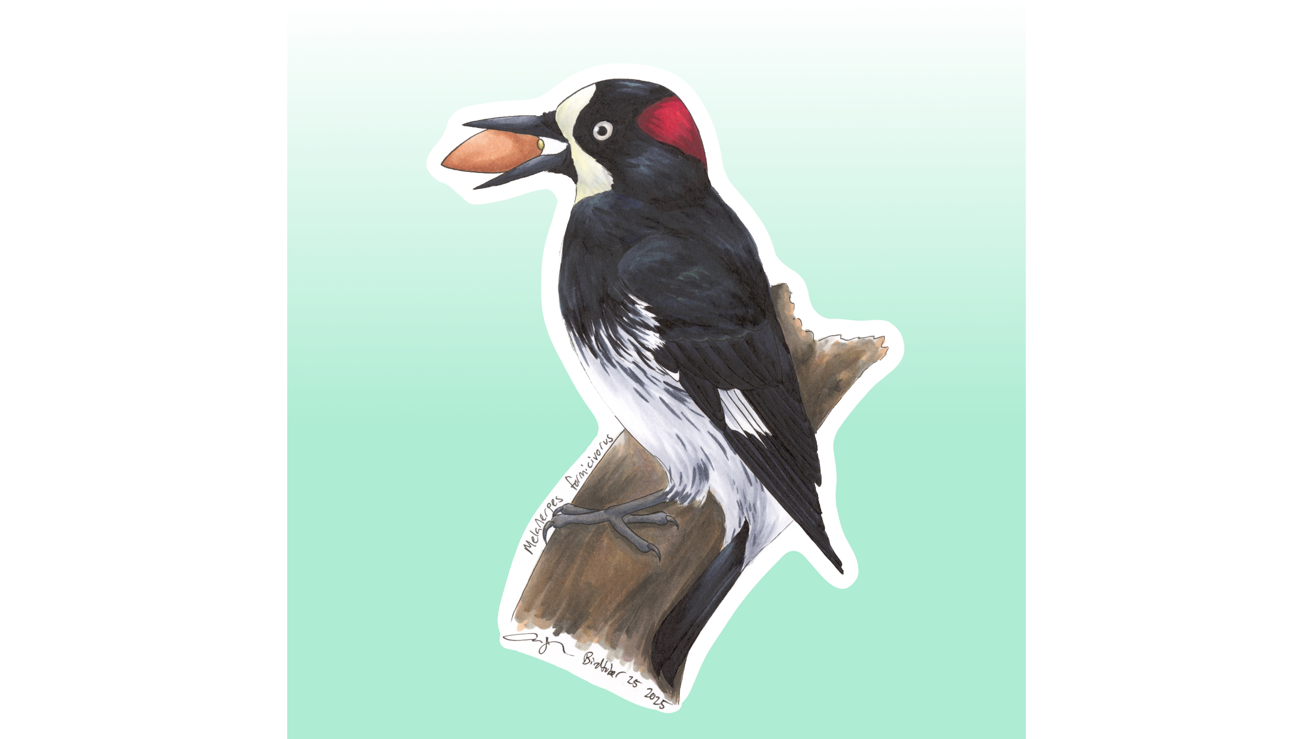 Acorn Woodpecker Sticker Design