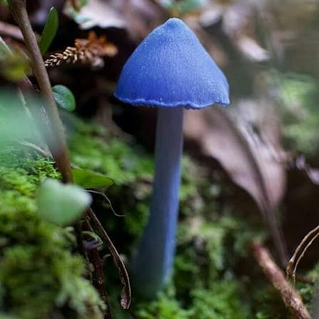 Blue Pinkgill
