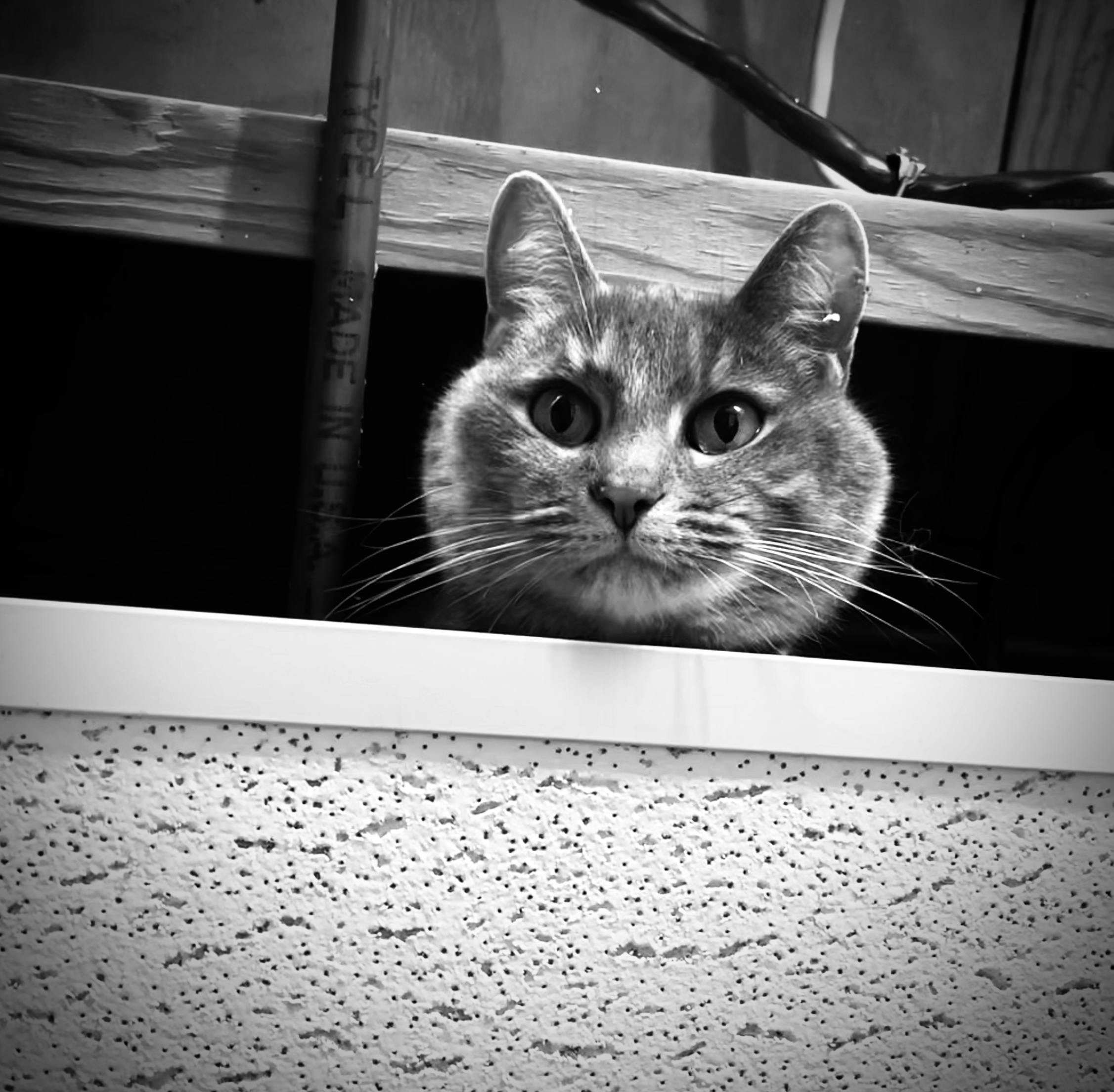 user avatar image for Ceno.zoic. 