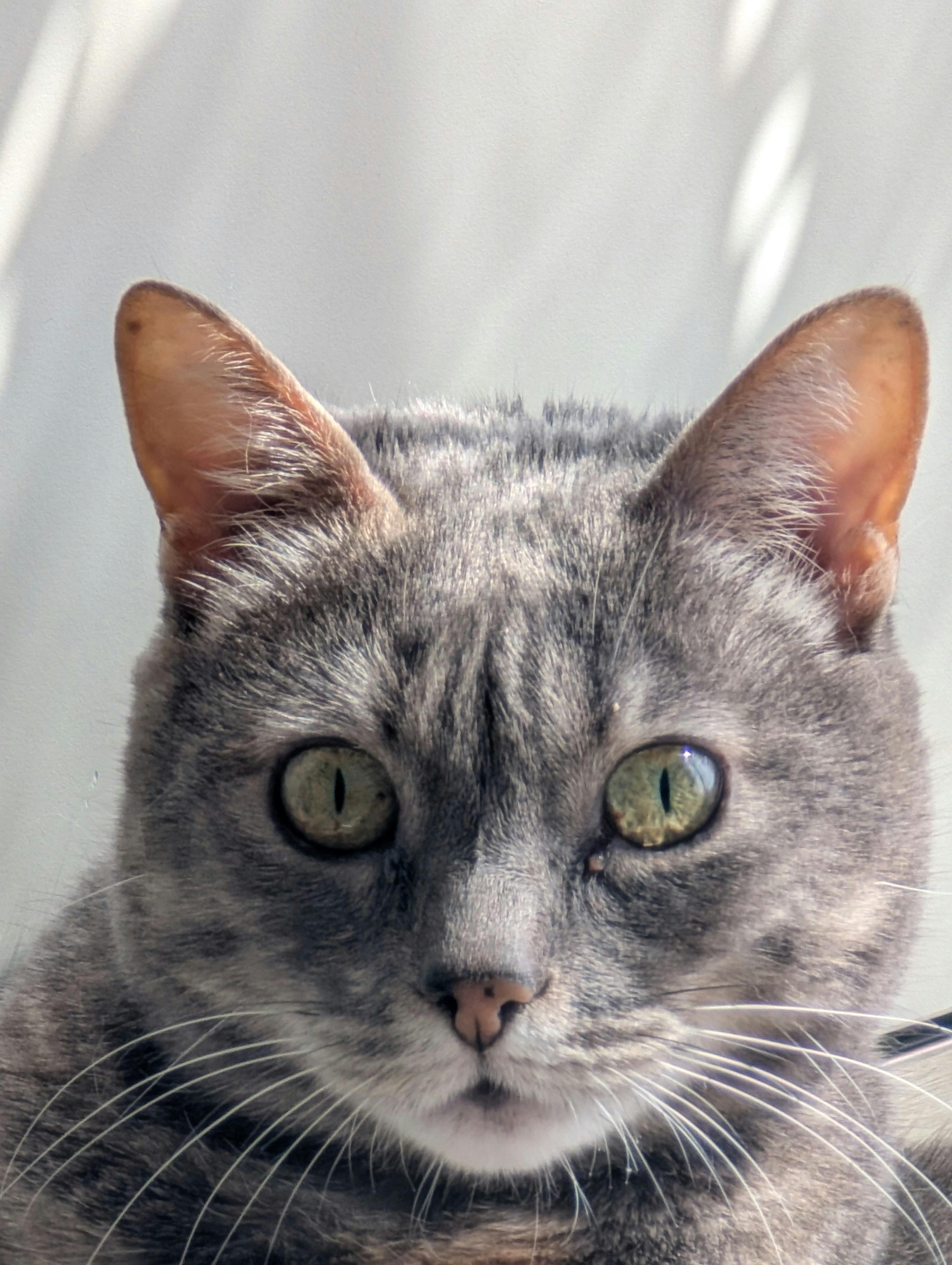 user avatar image for Astice