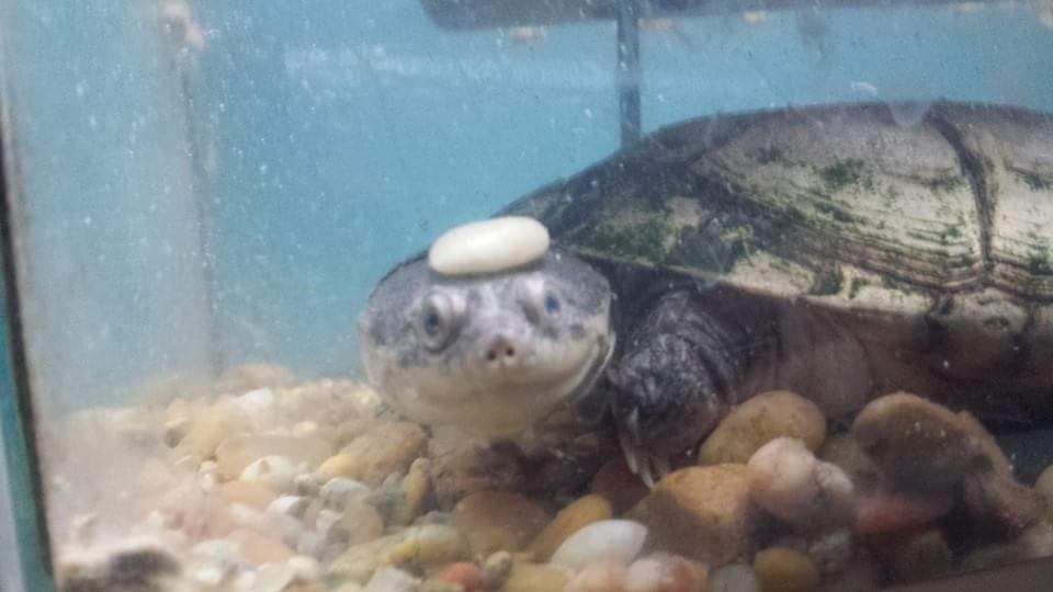 user avatar image for Pikathunder7